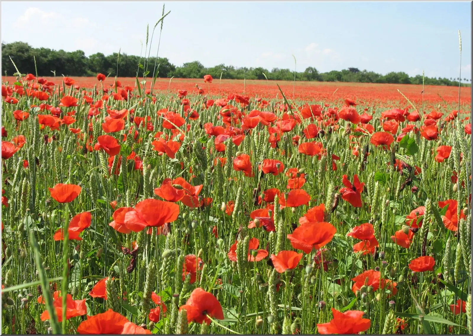Rote Mohnblumen Postkarte Motiv Natur Acker