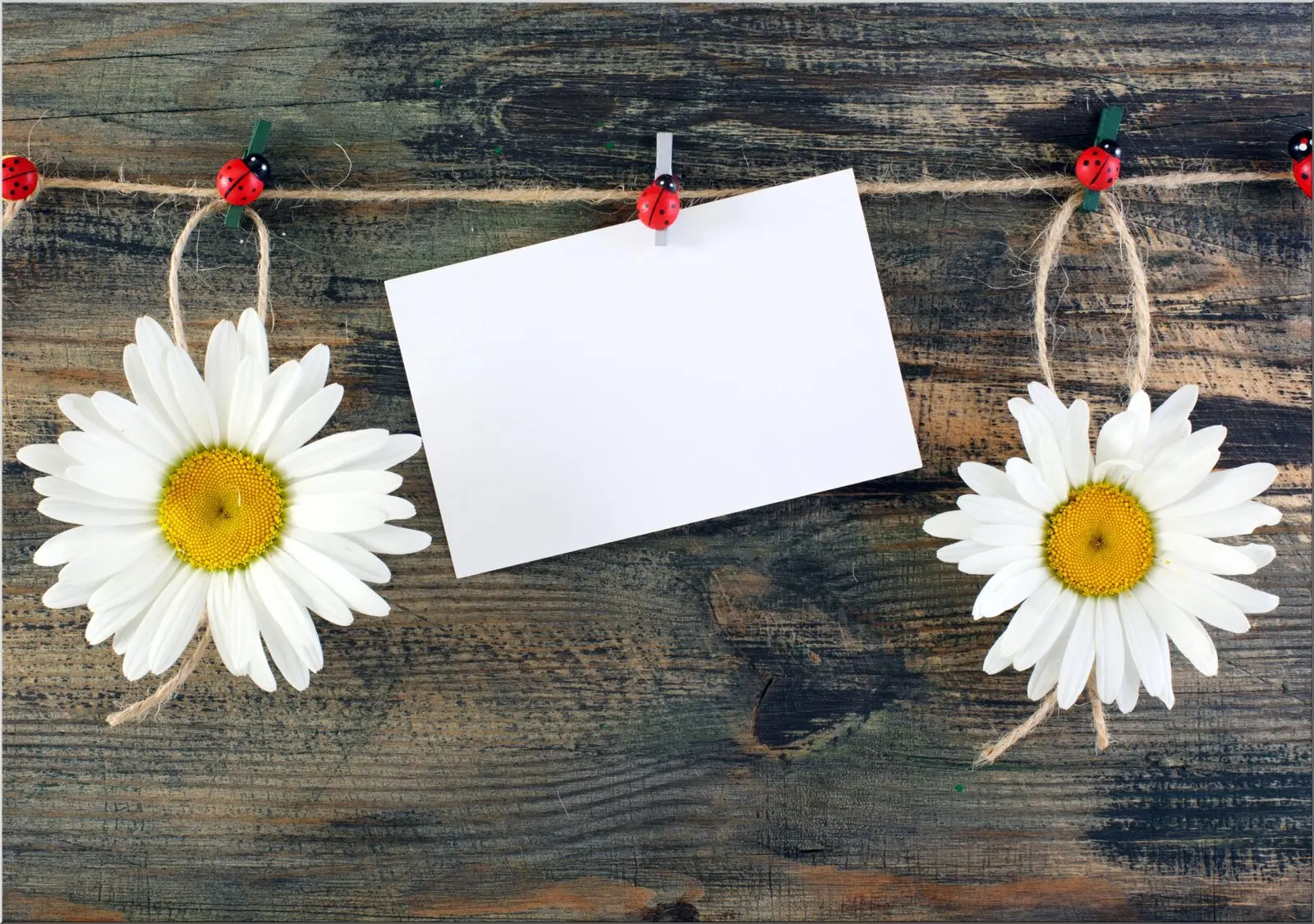 Postkarte mit Glücks-Marienkäfern und Margeriten