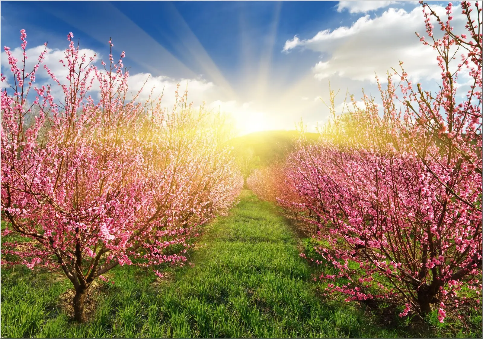 Kirschbäume mit rosa Blüten im Sonnenschein Postkarte Format Din A6 Kirschbäume mit rosa Blüten im Sonnenschein Postkarte