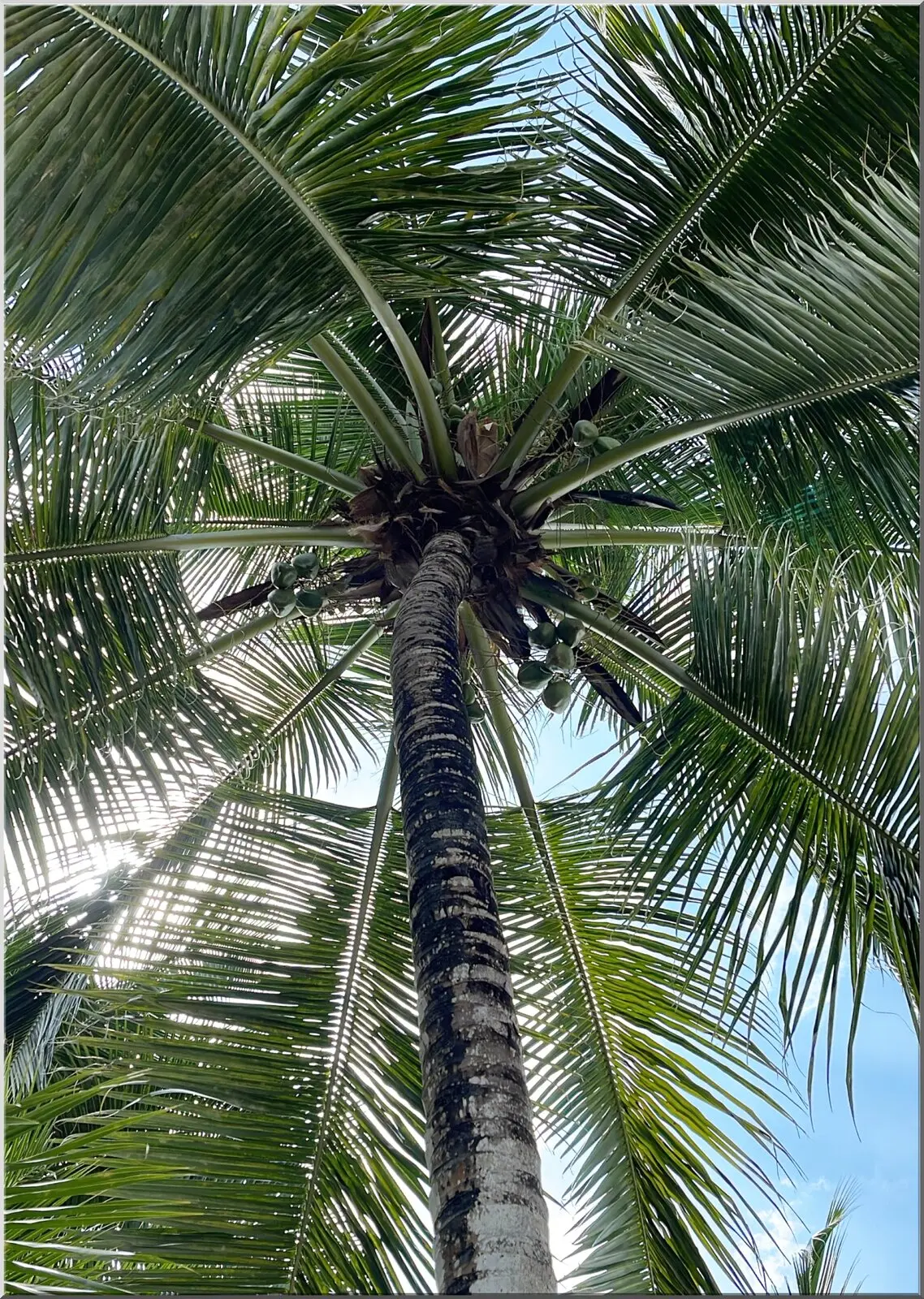Postkarte A6 mit aussergewöhnlichem Blick in eine Palme Postkarte mit aussergewöhnlichem Blick in eine Palme