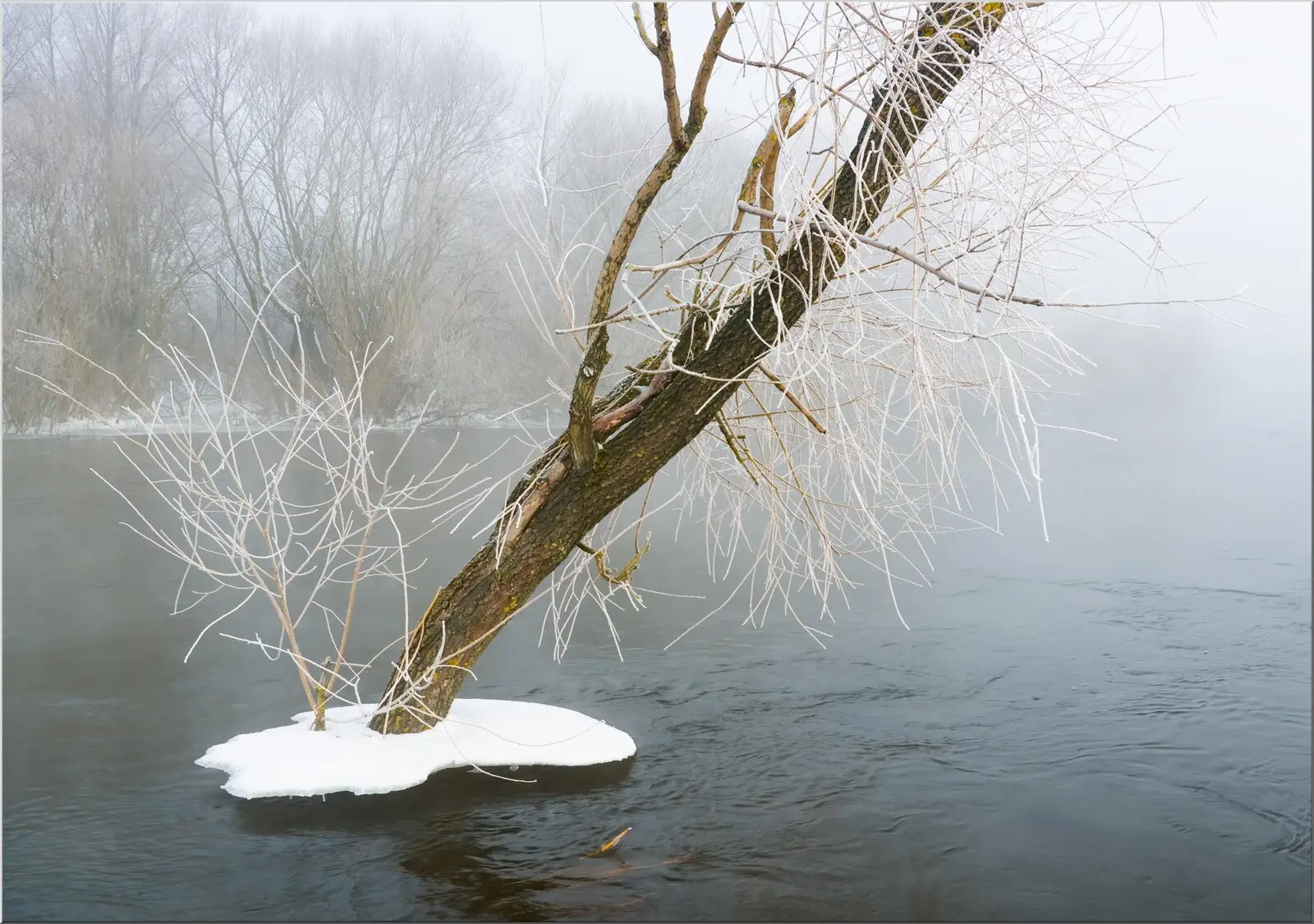 Postkarte im Winter Baum schwimmt im Wasser Frost
