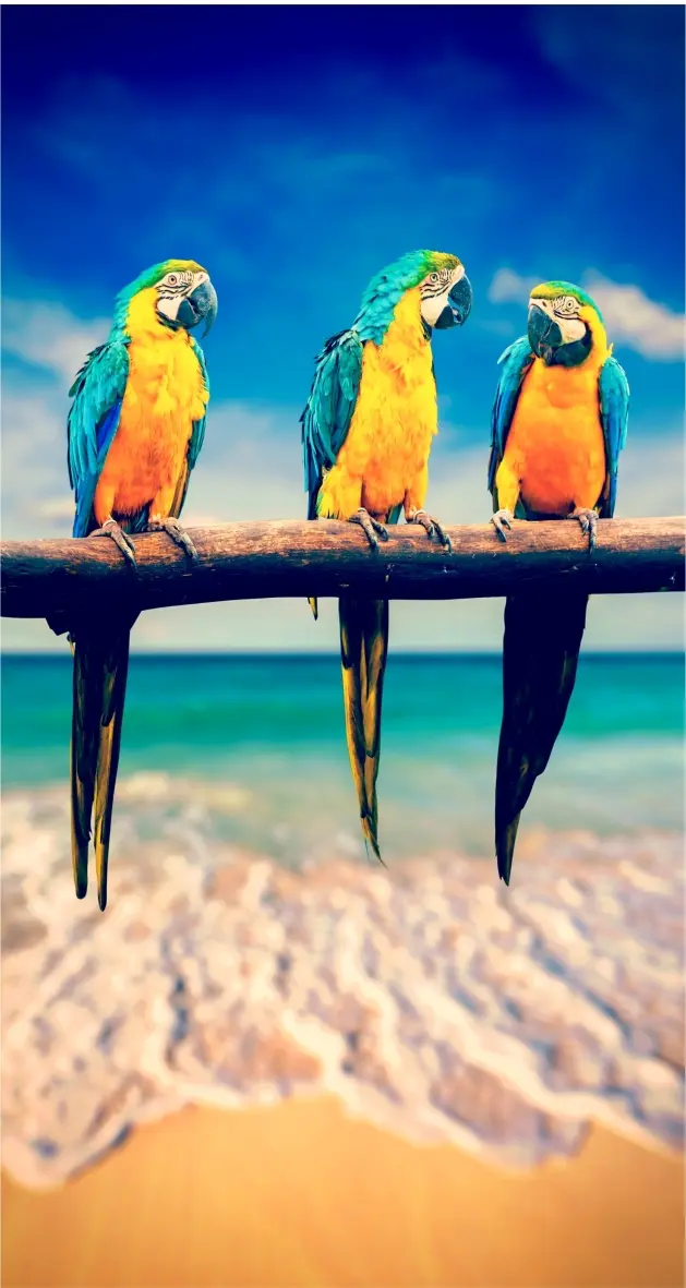 witzige-papageien-strand-postkarte-maxi