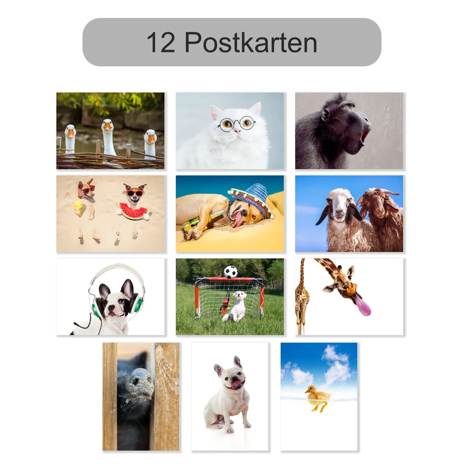 Lustige Tiere 12er Set Postkarten. Mit Schwein, Hunde, Küken usw. Lustige Tiere 12er Set Postkarten. Mit Schwein, Hunde usw.