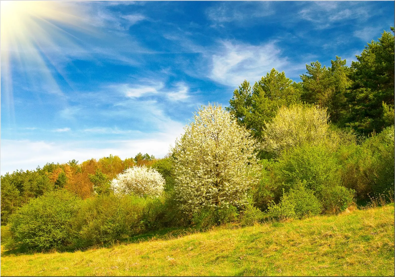 Postkarte mit schöner Sommerlandschaft Bäume und Wiese Postkarte mit schöner Sommerlandschaft Bäume