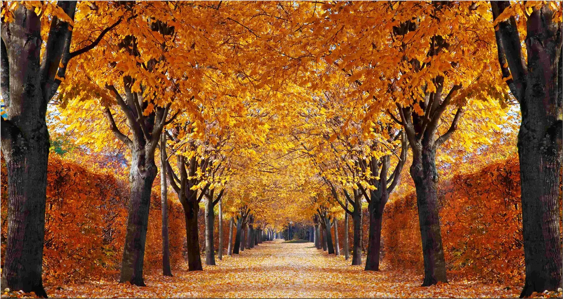Baumallee Im Herbst Mit Braunen Blättern Und Hecke