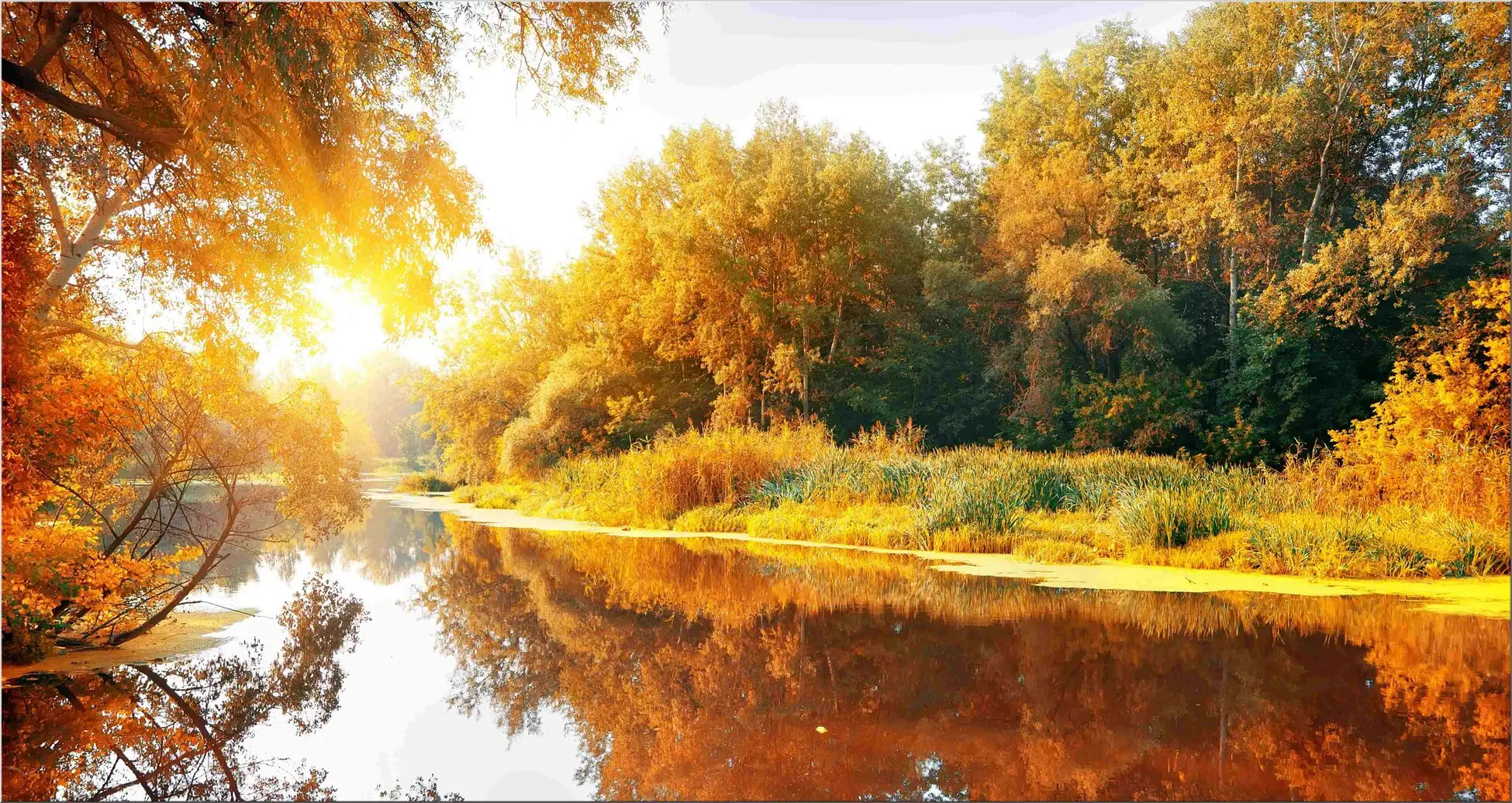 Bäume Am Fluss Im Sonnenschein