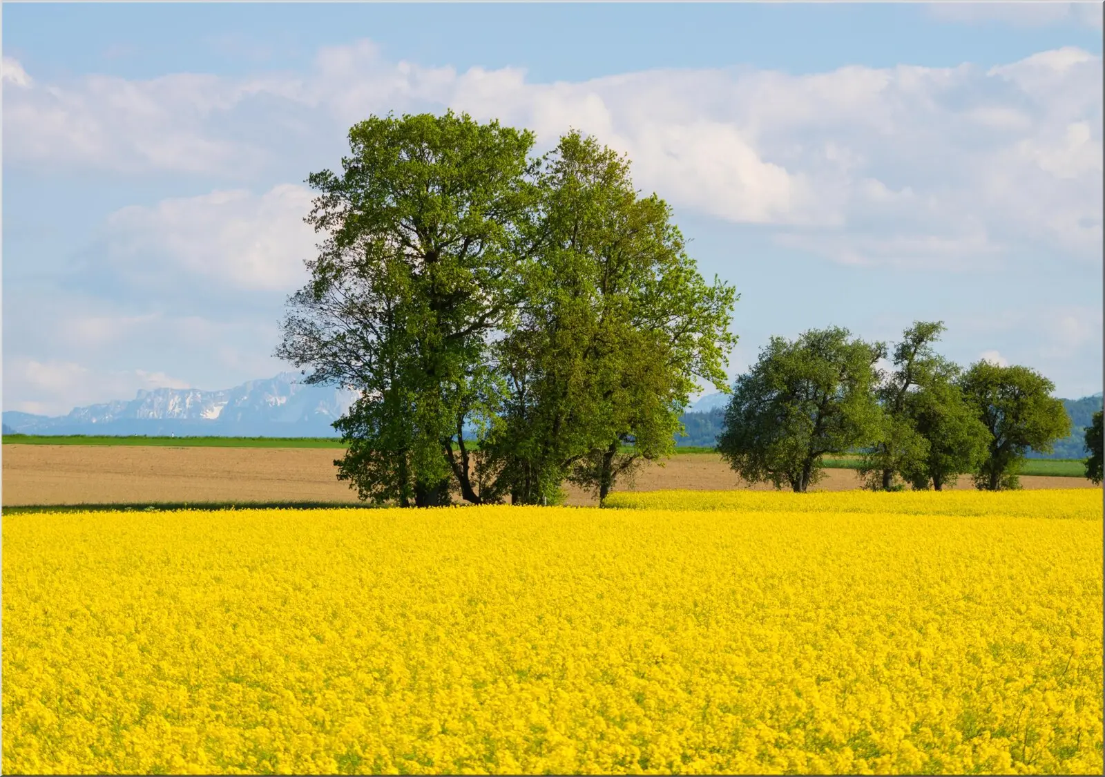Postkarte Format Din A6 Senffeld Sommerlandschaft gelb