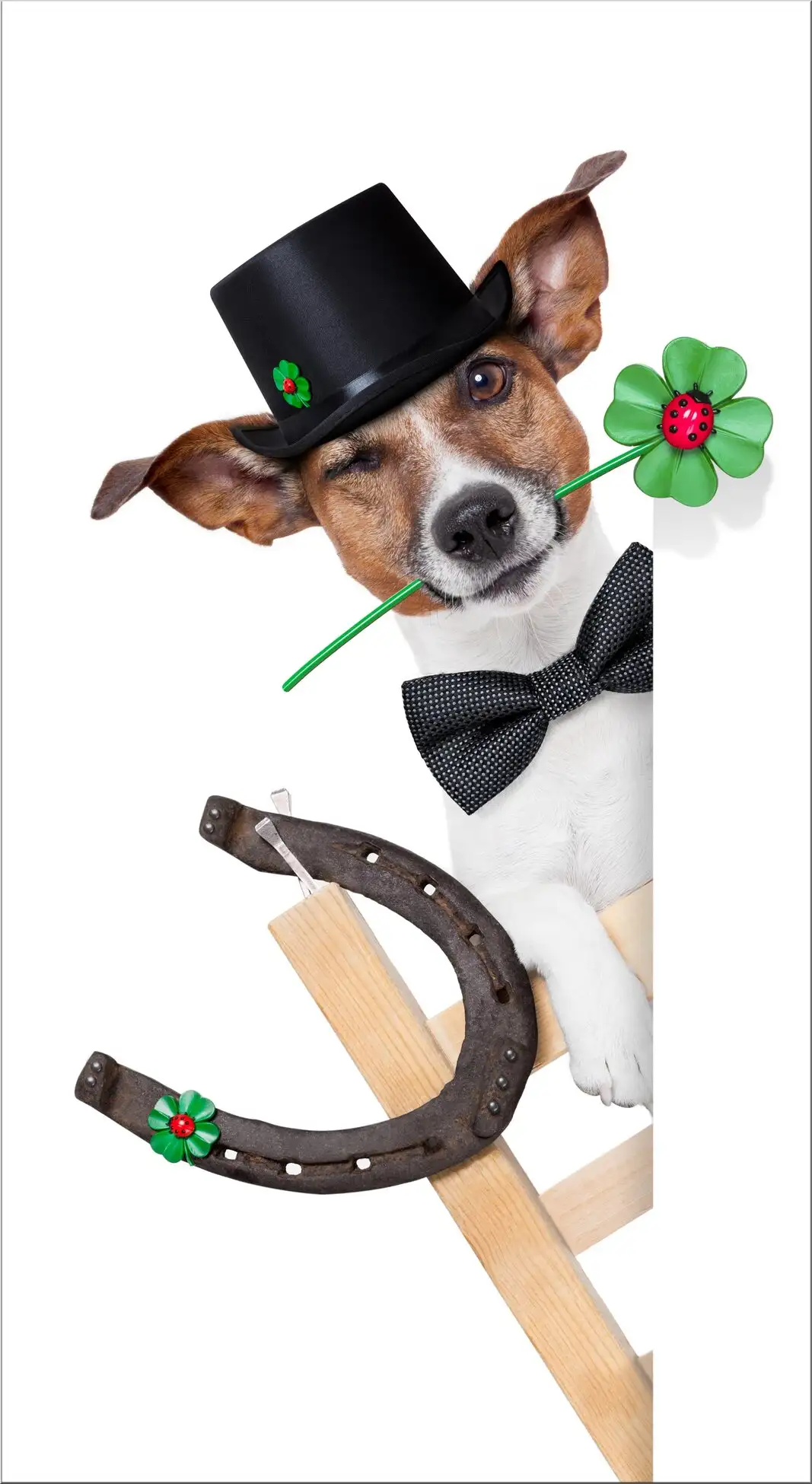 Hund Mit Hut Und Fliege Auf Leiter Mit Hufeisen Und Kleeblatt