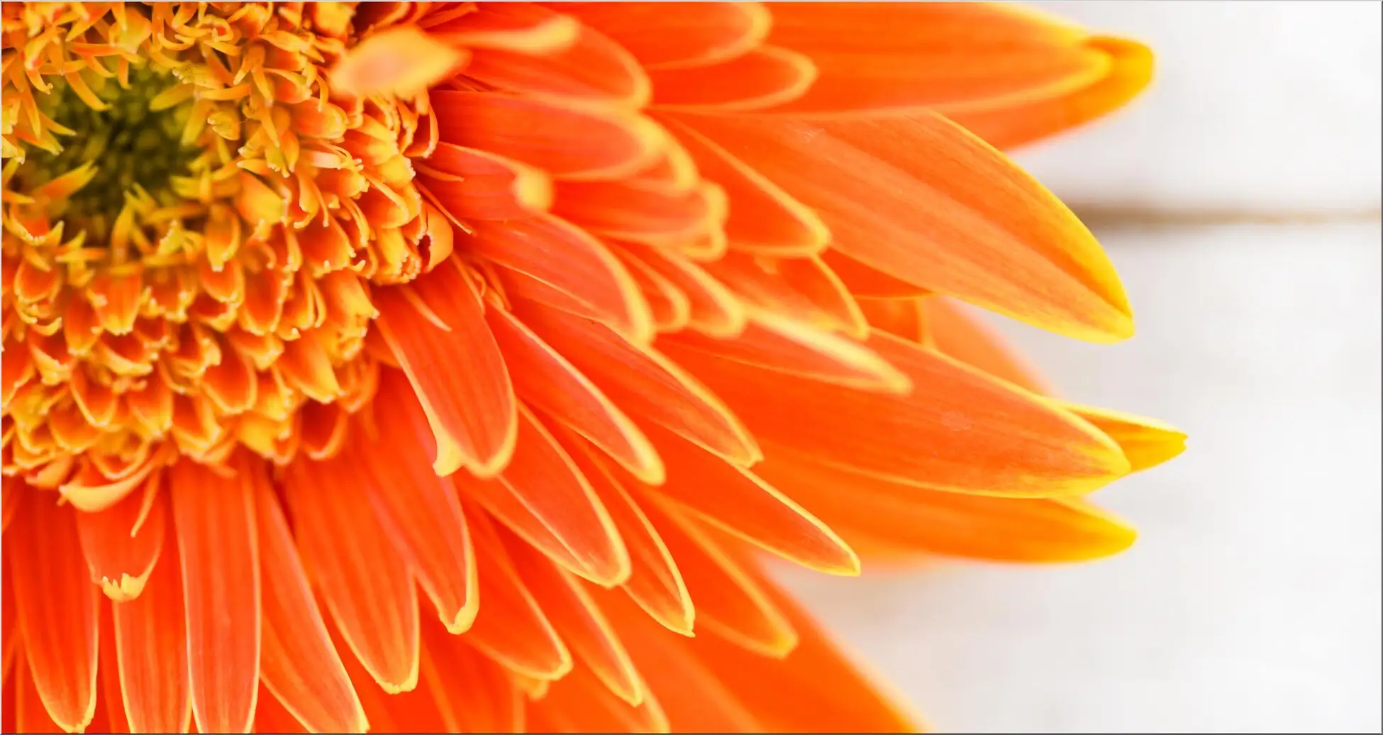 Farbenfrohe Blüte In Orange