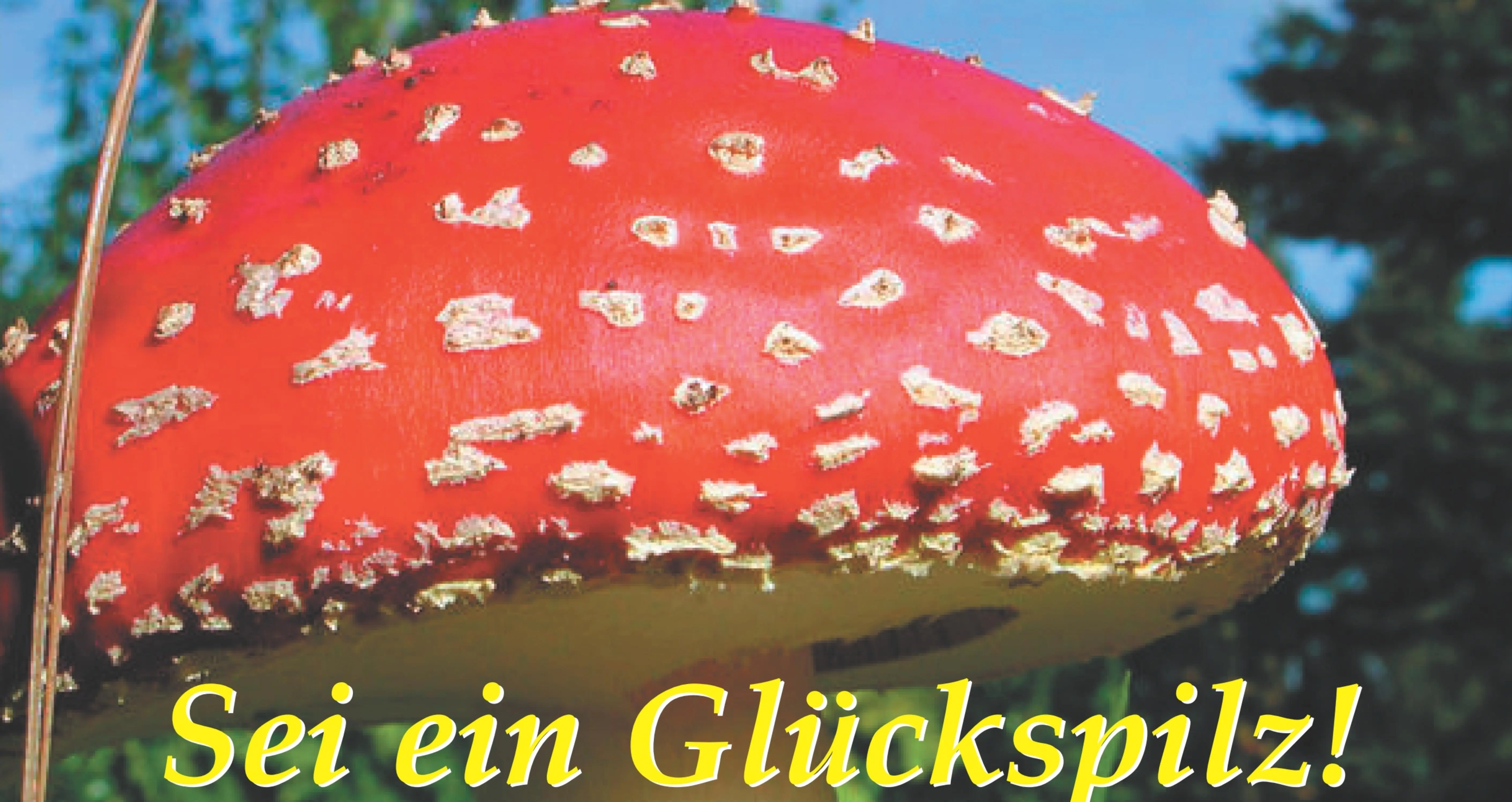 Fliegenpilz mit Glücksspruch