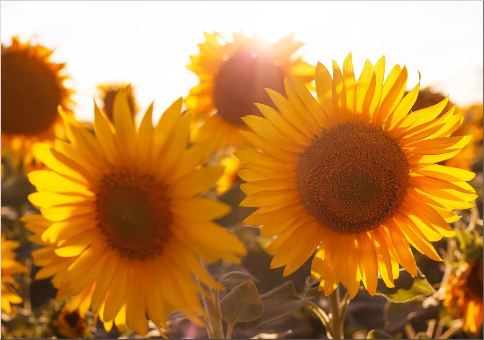 Schöne Sonnenblumen im Sommer Postkarte Din A6