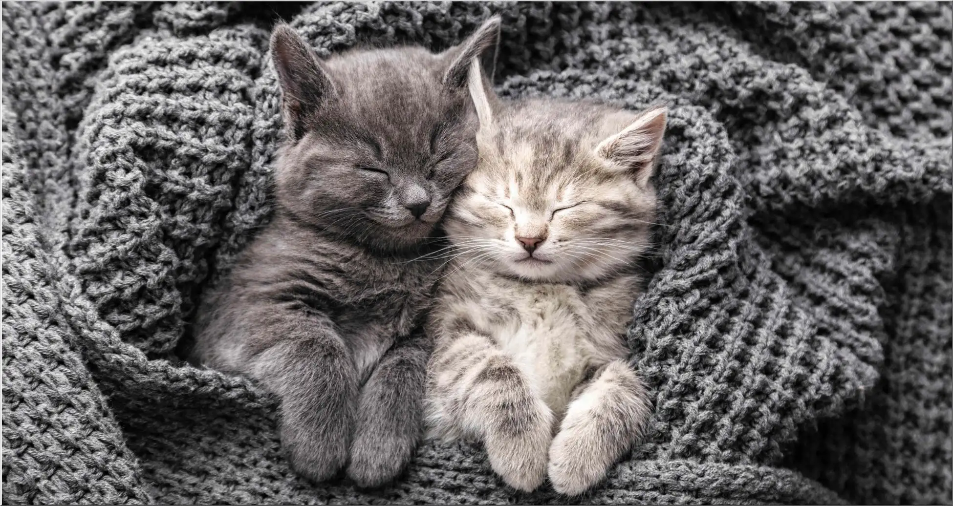 Zwei Süsse Katzenbabys In Grauer Strickdecke Zwei Süsse Katzenbabys In Grauer Strickdecke