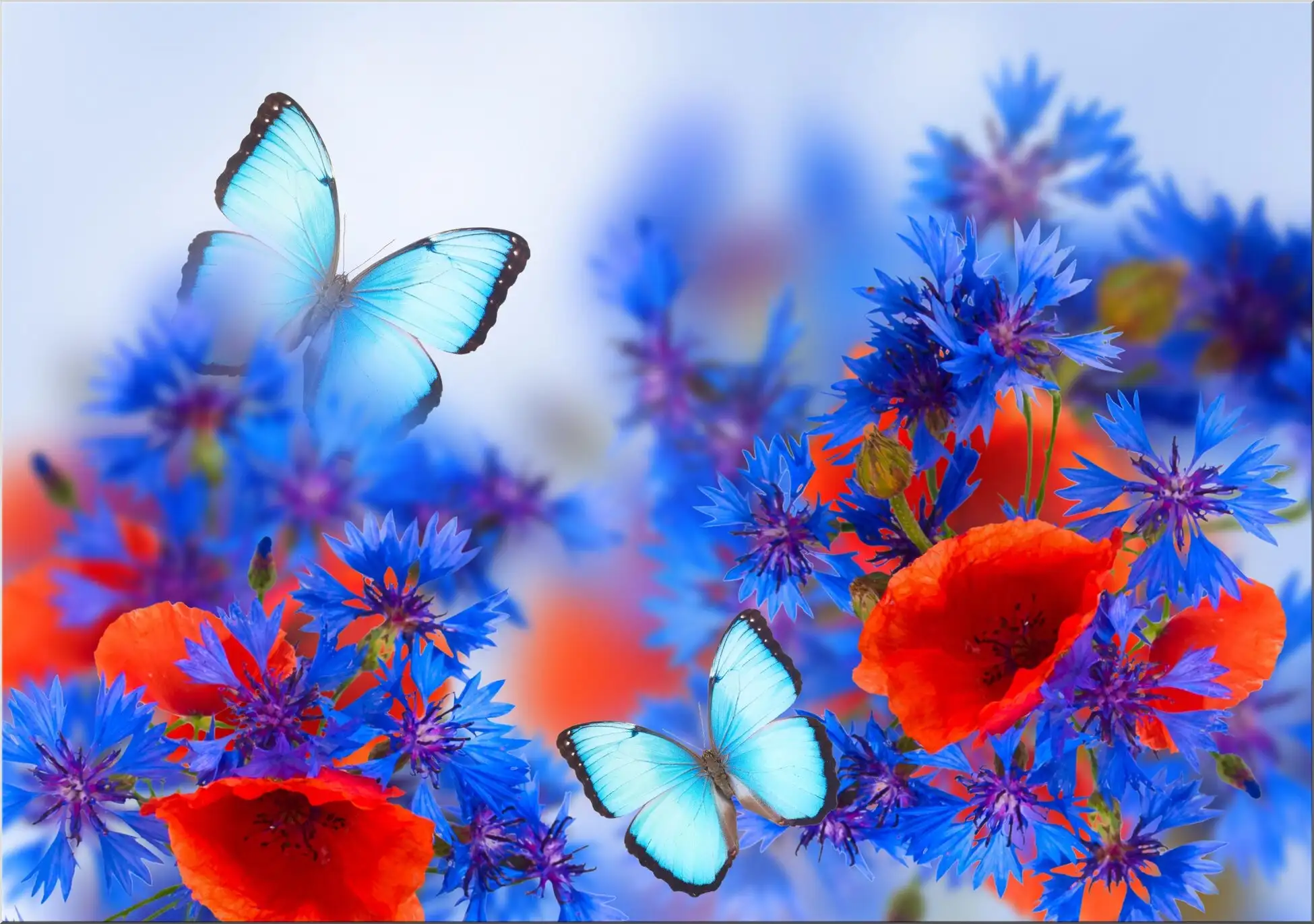 Schmetterlinge In Kornblumen Mohnblume Frühling Blumig Blau Schmetterlinge In Kornblumen