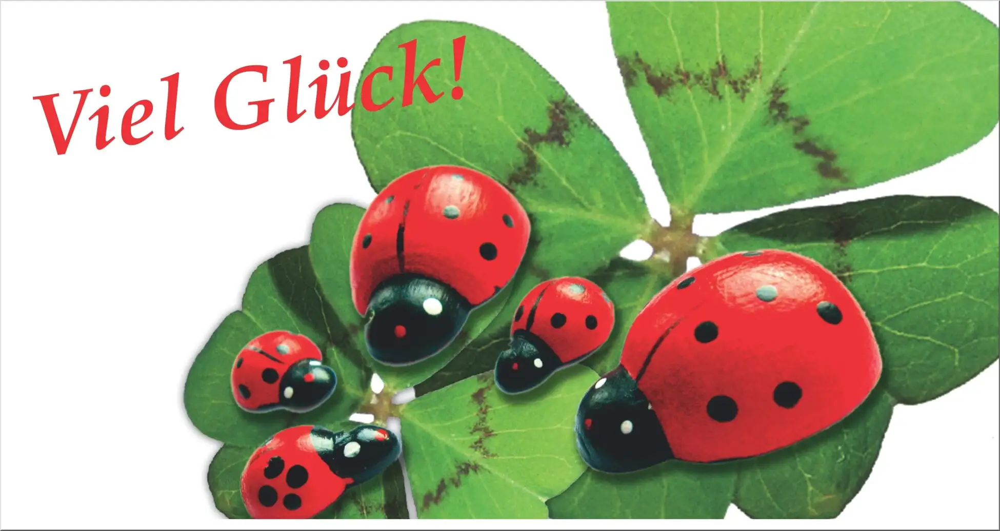 Marienkäfer Auf Kleeblatt Mit Spruch Viel Glück