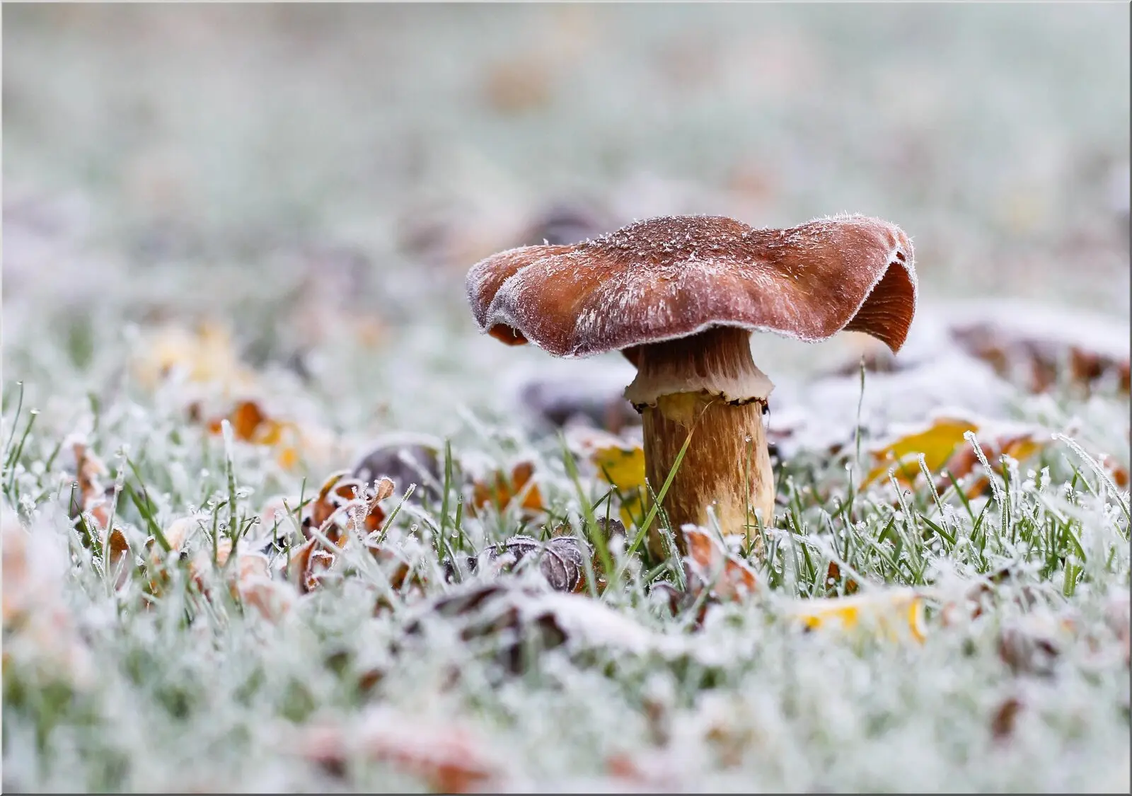 Postkarte mit Pilz auf gefrorenem Gras Wintermotiv