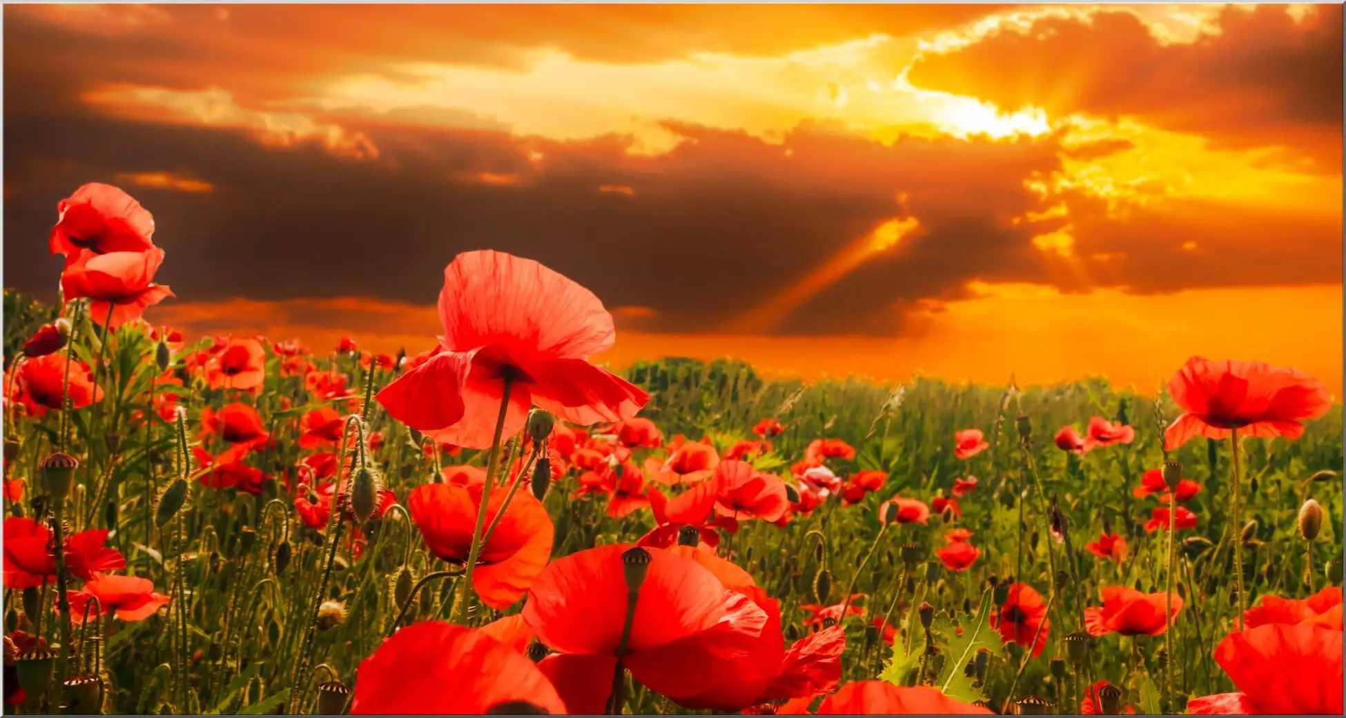 Xxl Postkarte Mit Mohnblumen Im Sonnenaufgang Xxl Postkarte Mit Mohnblumen Im Sonnenaufgang