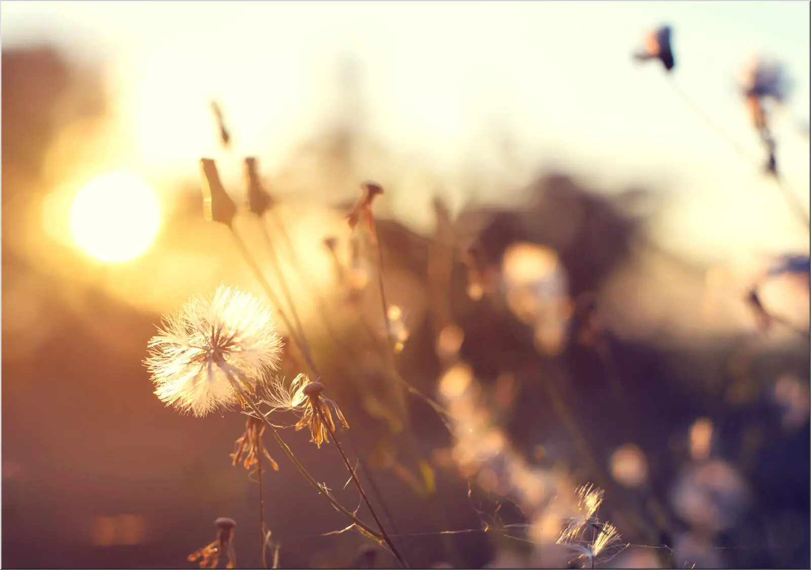 Postkarte mit schönem Sonnenuntergang und Blume