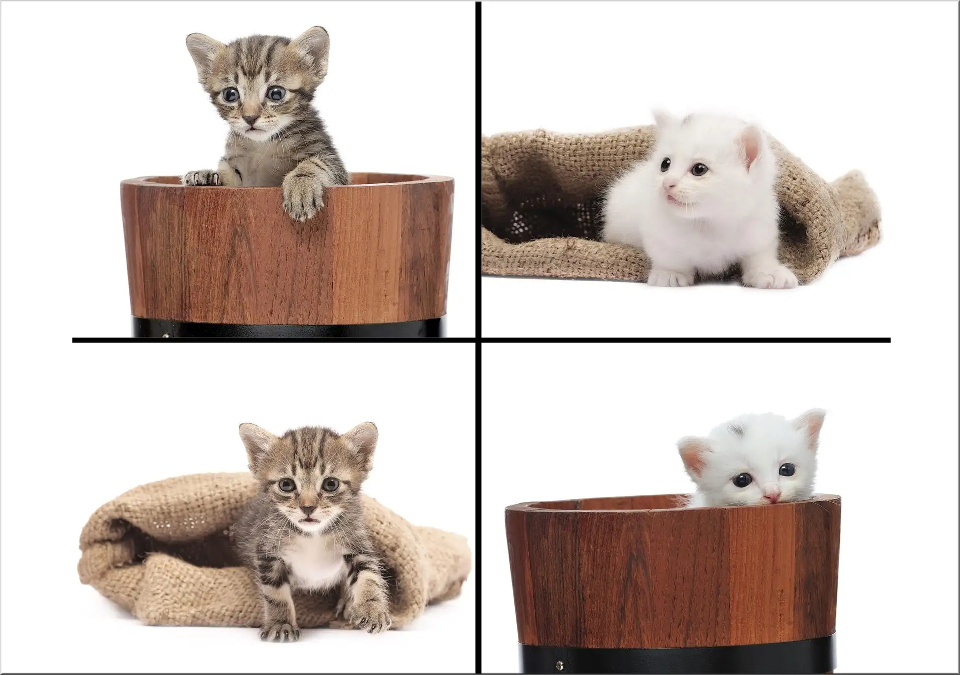 Postkarte A6 Mit Vier Witzigen Katzenbabys Eimer Und Sack Postkarte A6 Mit Vier Witzigen Katzenbabys