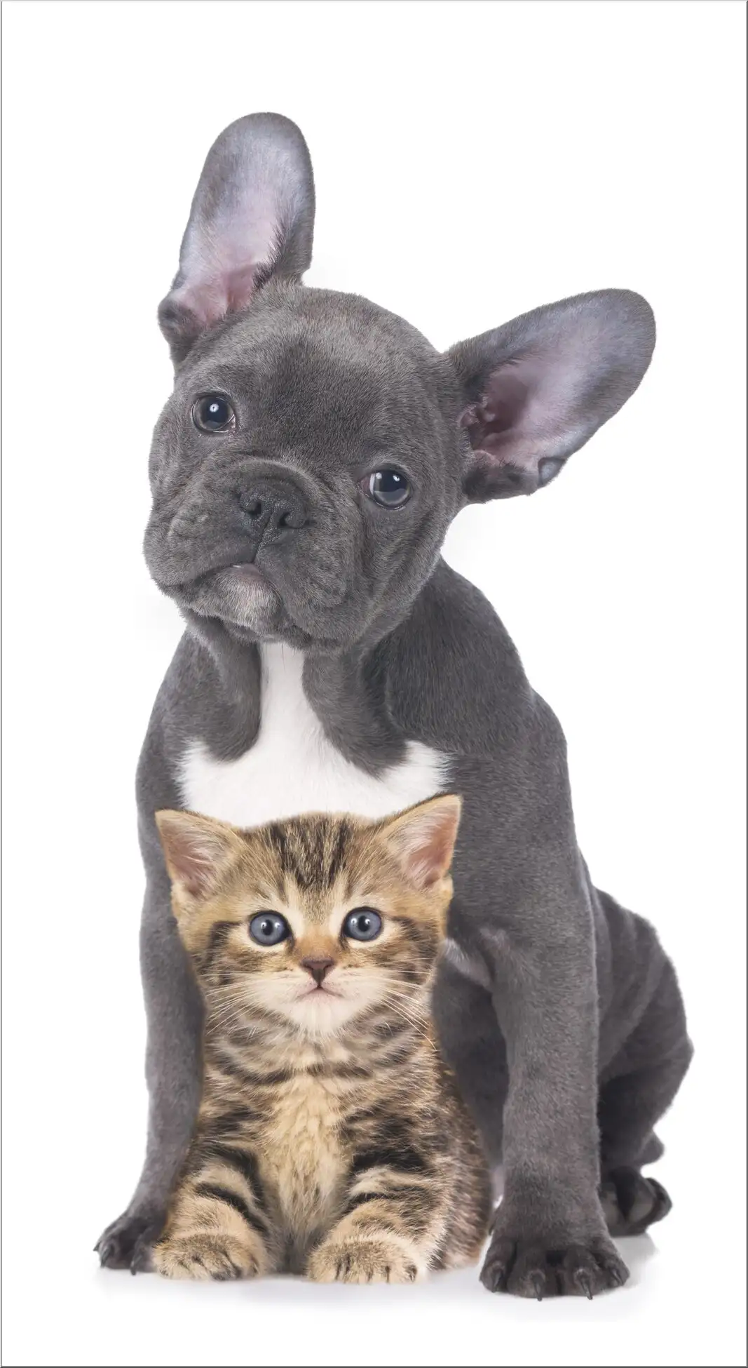 Junge Bulldogge Mit Kätzchen