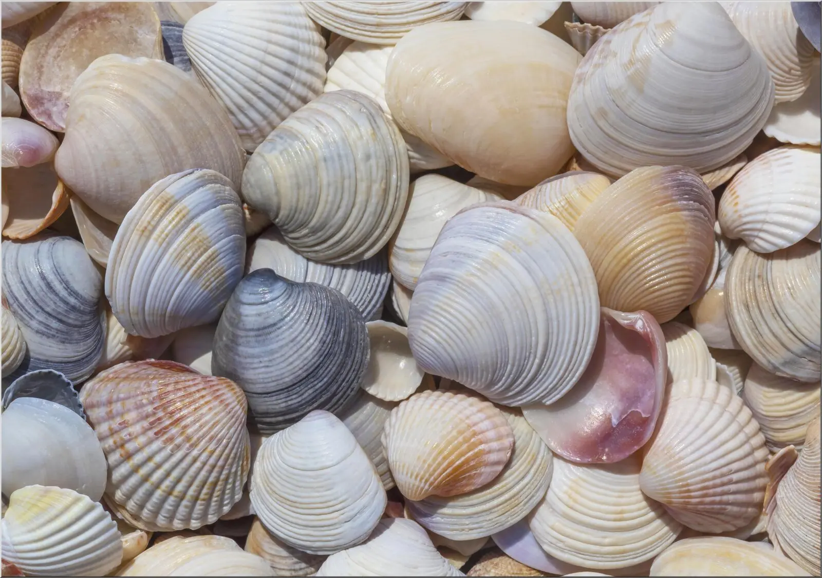 Schöne Ansichtskarte Postkarte mit Muscheln Motiv