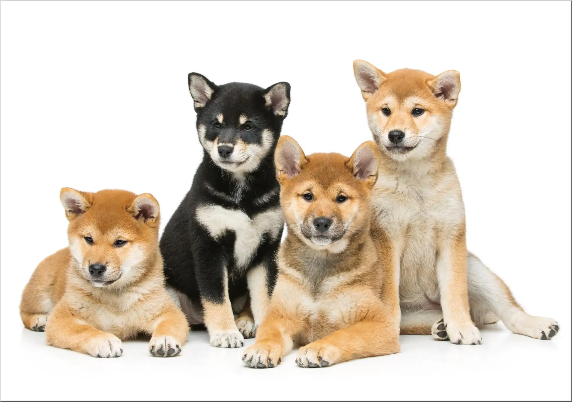Schauende Shiba Inu Welpen