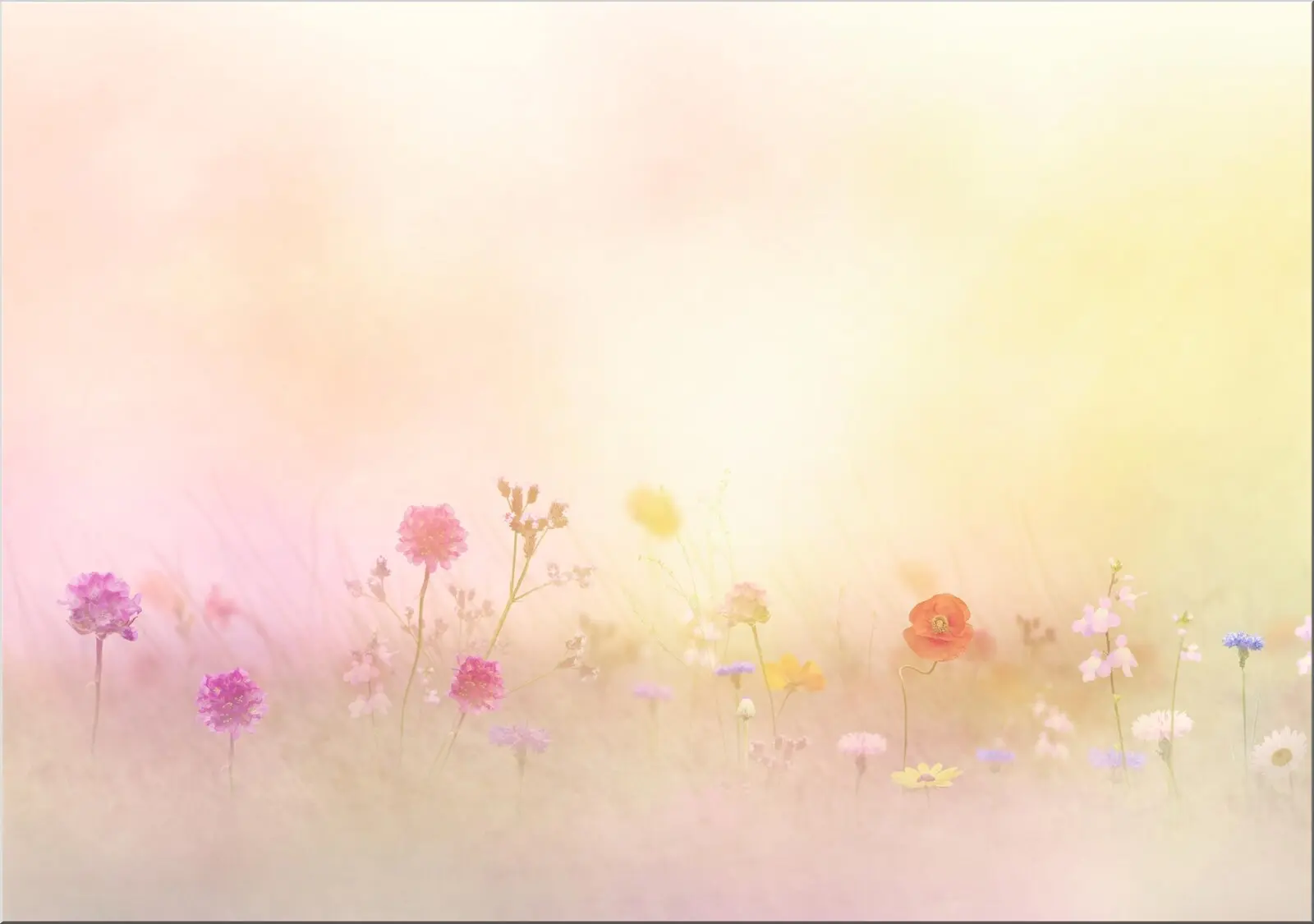 Postkarte mit Aquarell Pastell Motiv Wildblumenwiese