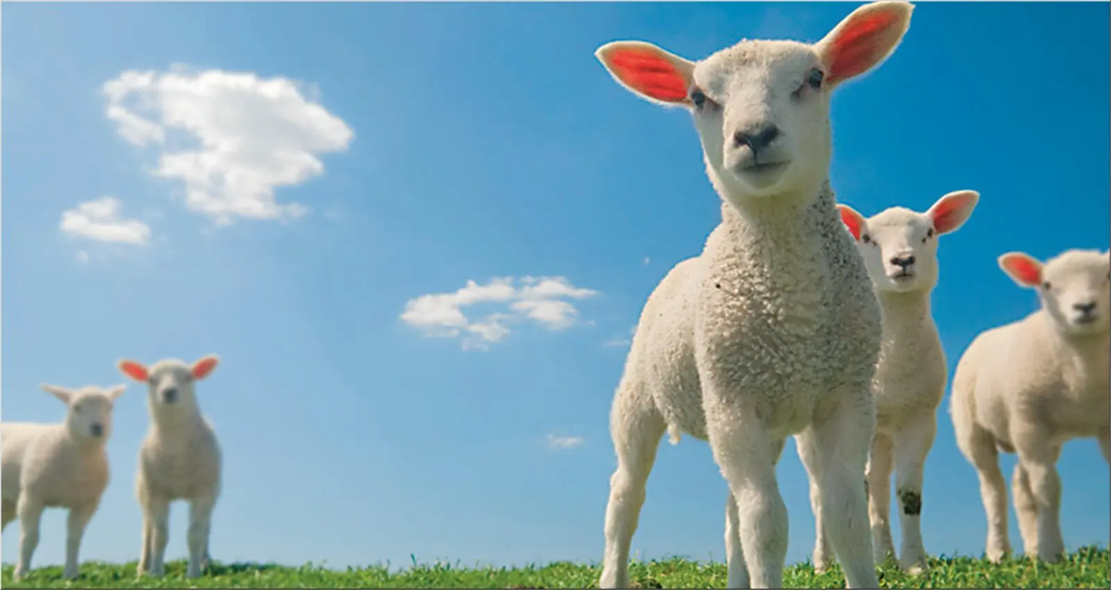 Lämmer auf der Wiese Lamm niedlich Ostern Himmel süß Wolle Lämmer auf der Wiese