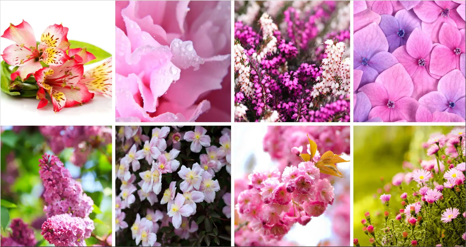 Collage Mit Blüten In Rosa Und Lila