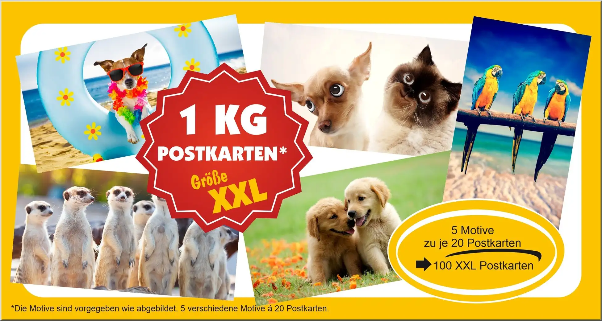 Postkartenset Mit Verschiedenen Tieren Hunde Katzen