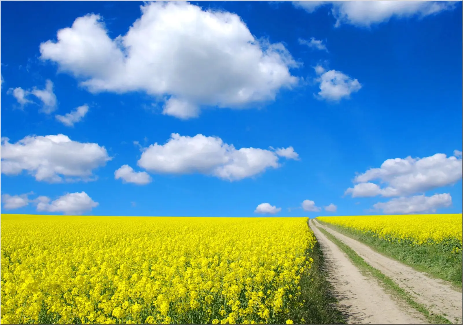 Landschaftspostkarte Senffeld und Ackerweg Motiv