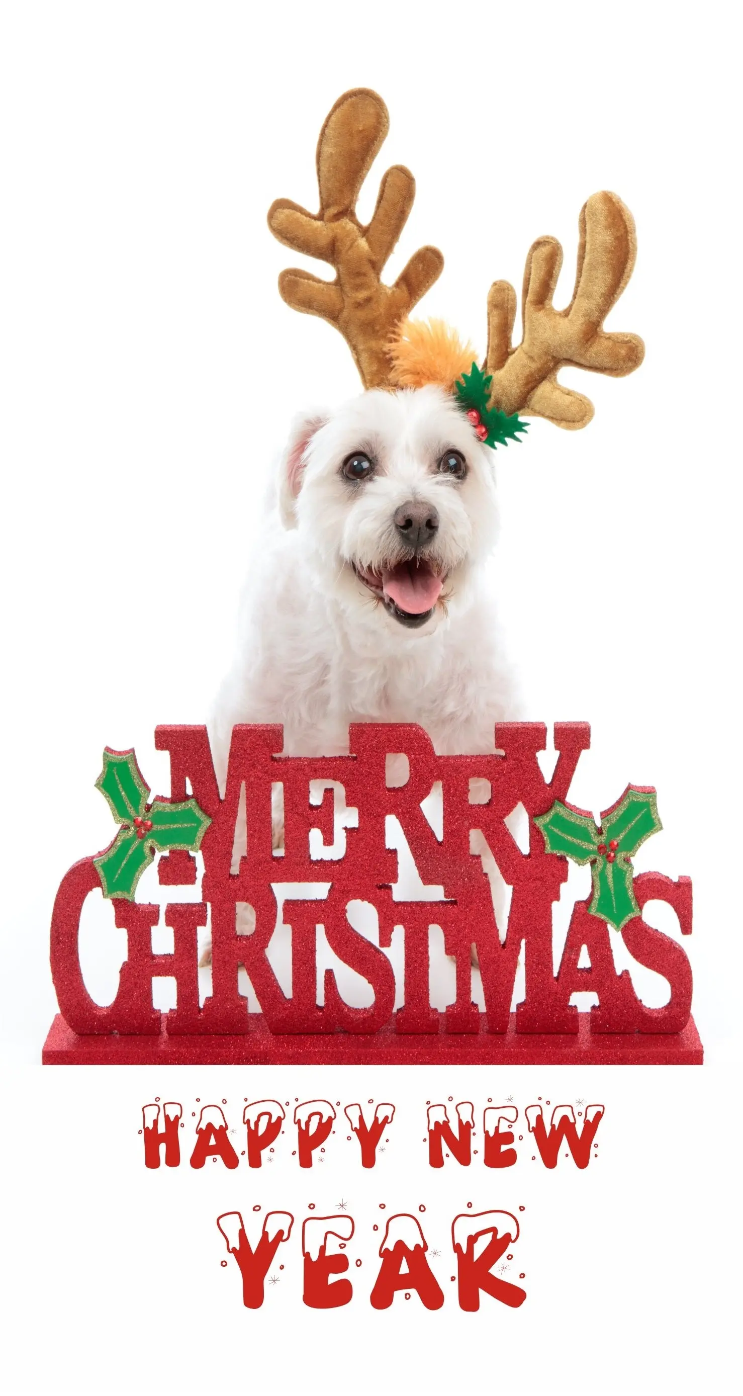 Hund mit weihnachtlichem Geweih