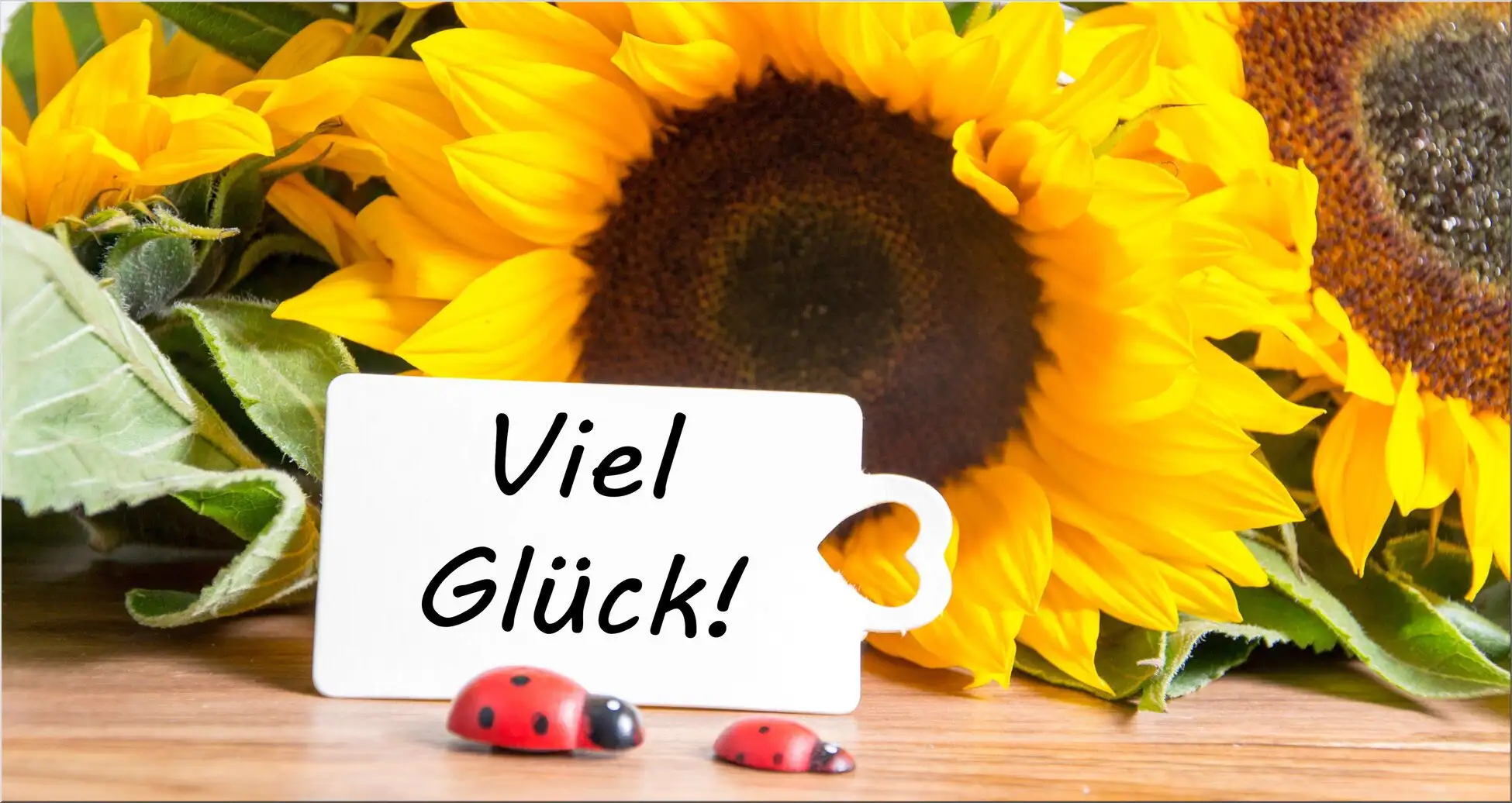 Sonnenblumen Mit Marienkäfern