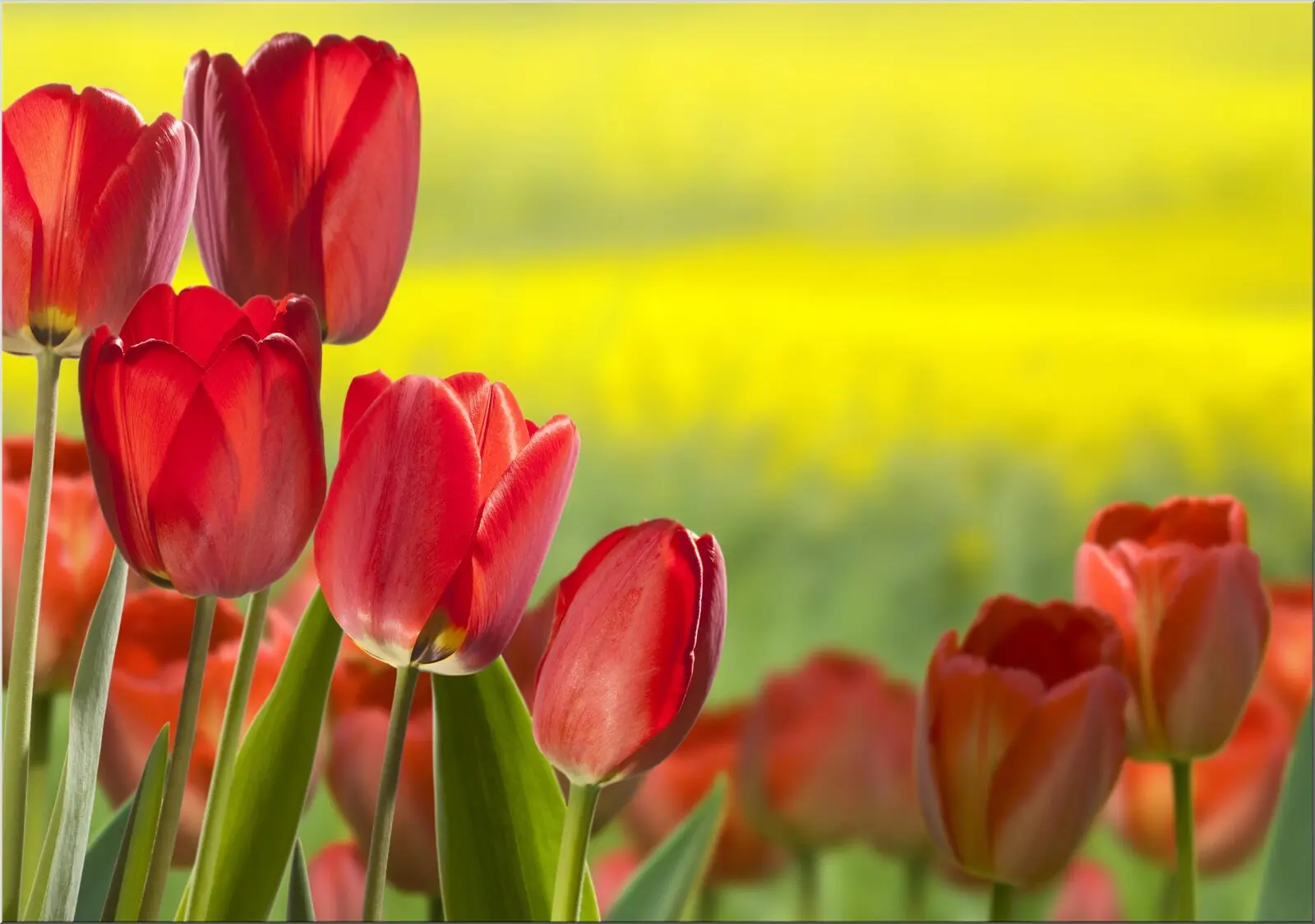 Postkarte mit roten blühenden Tulpen im Fühling