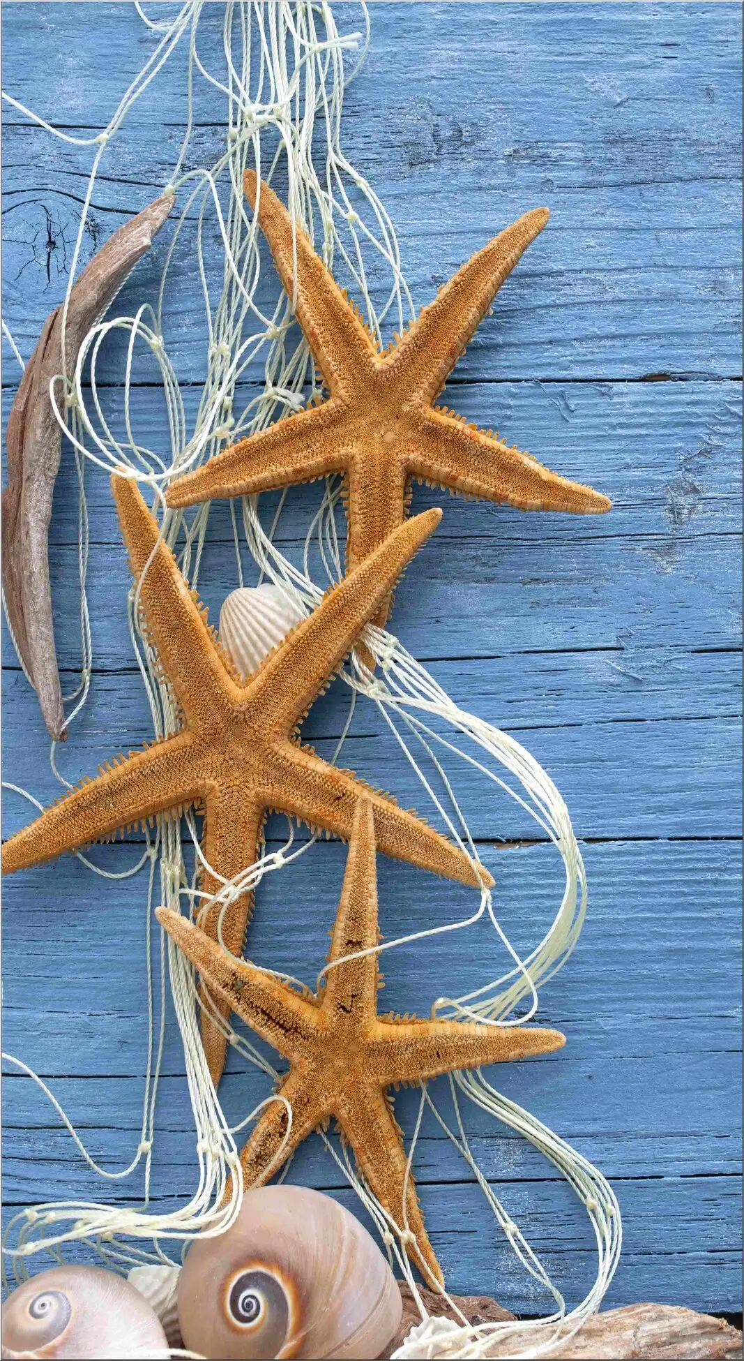 Seesterne An Blauer Holzwand Mit Schnecken
