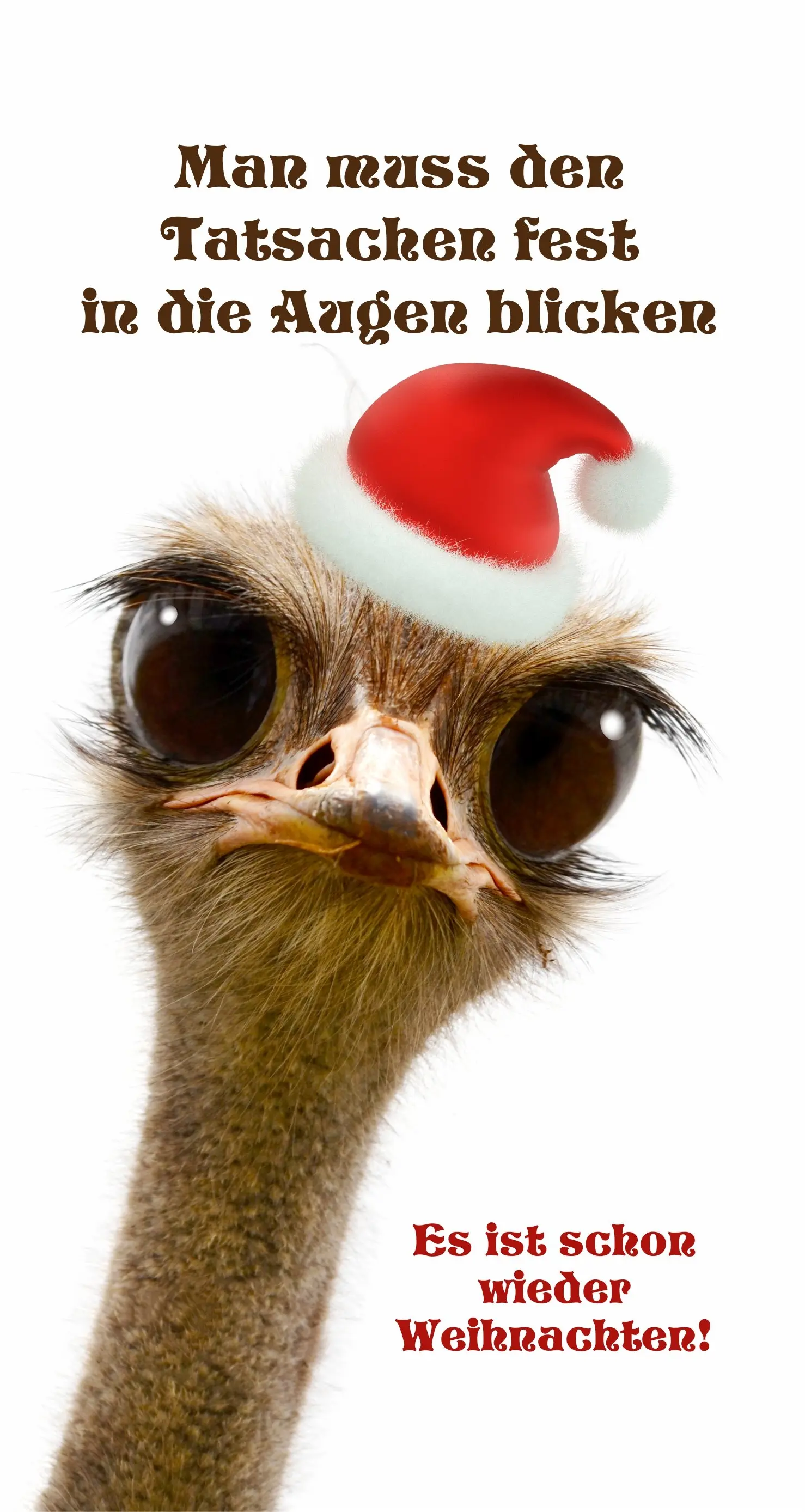 Vogel Strauß mit Weihnachtsmütze