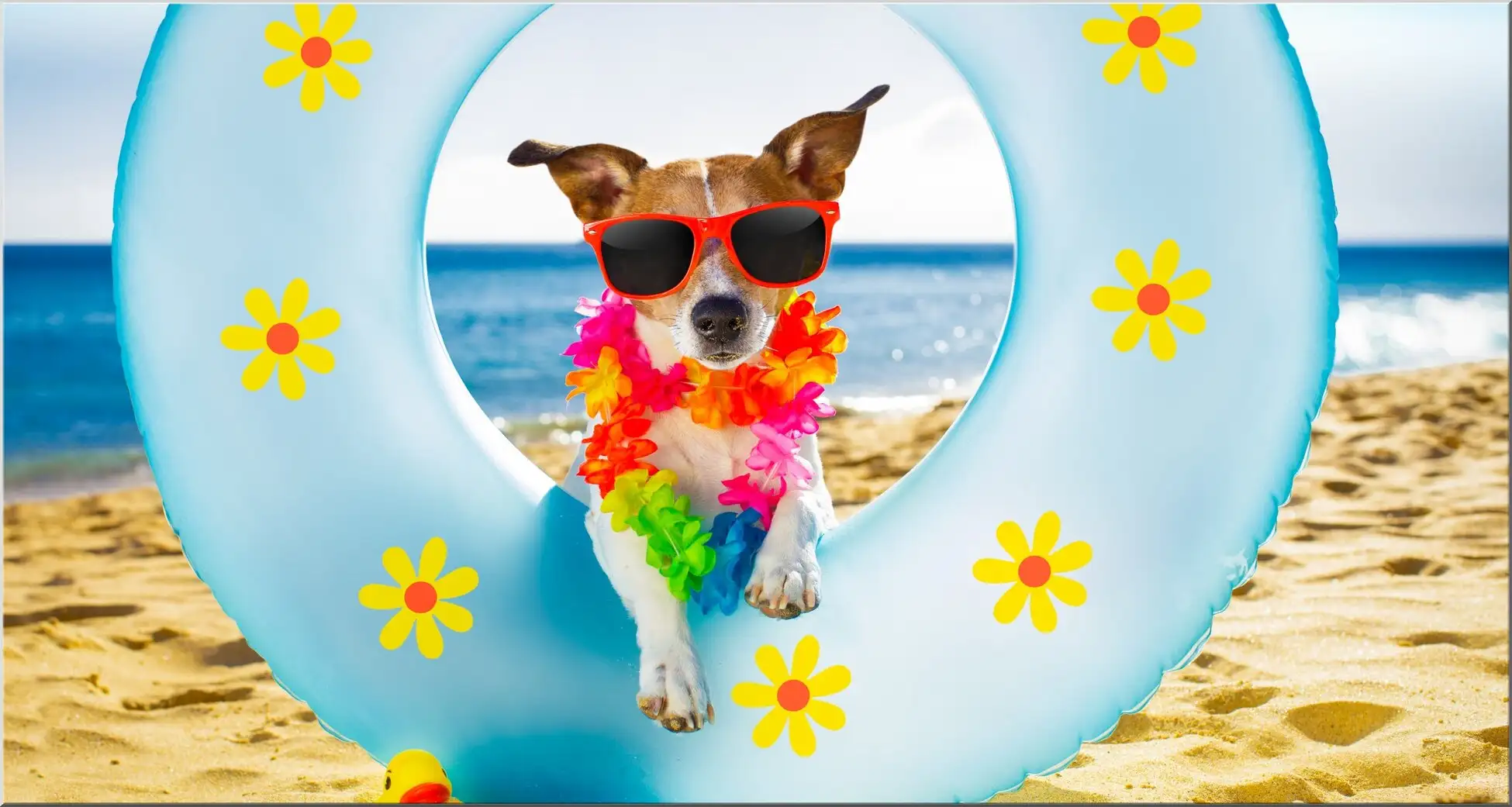 Maxi Xxl Postkarte Mit Lustigem Hund Im Schwimmreifen Am Strand Maxi Xxl Postkarte Mit Lustigem Hund