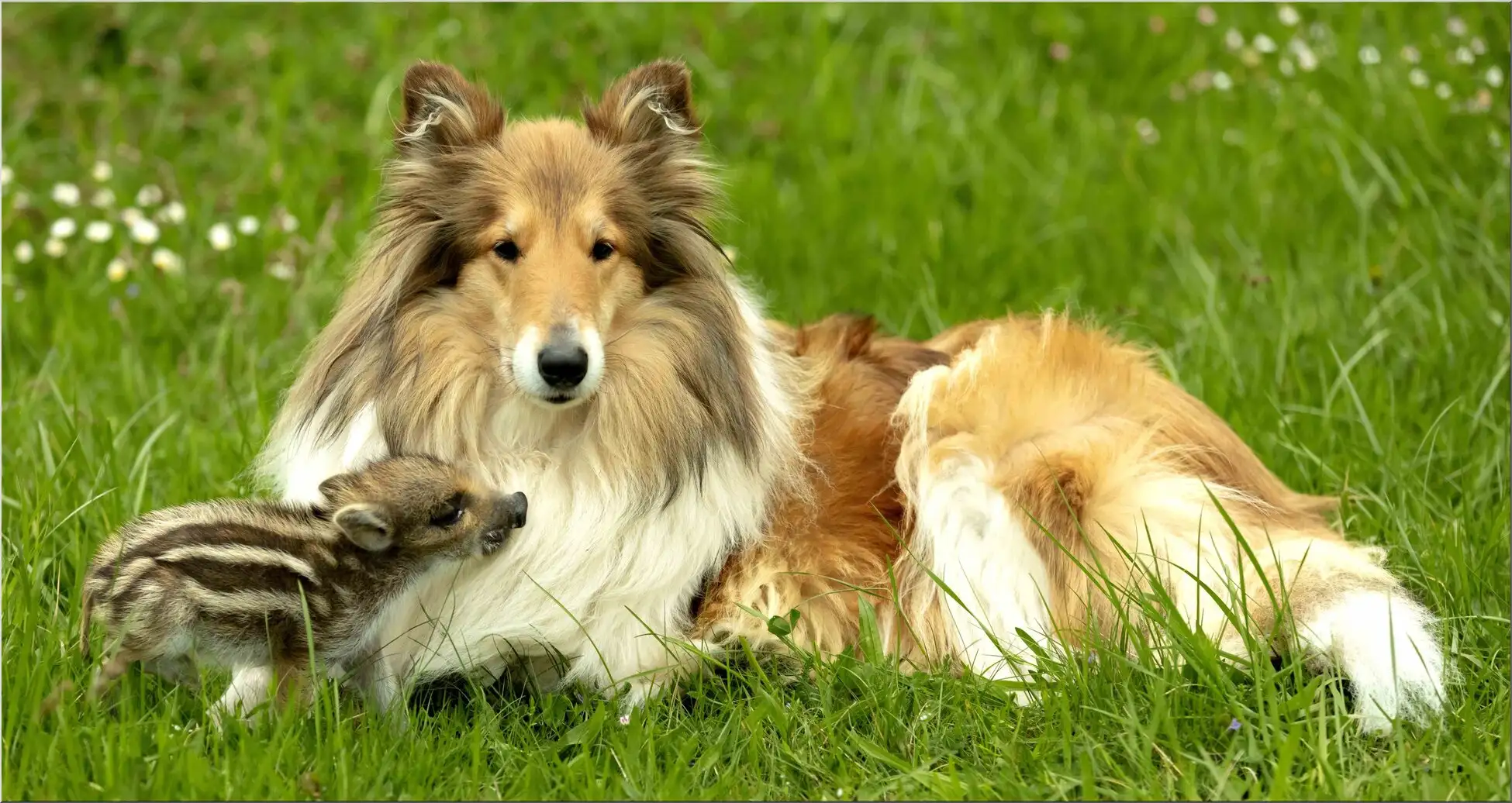 Hund Mit Wildschweinferkel Auf Wiese