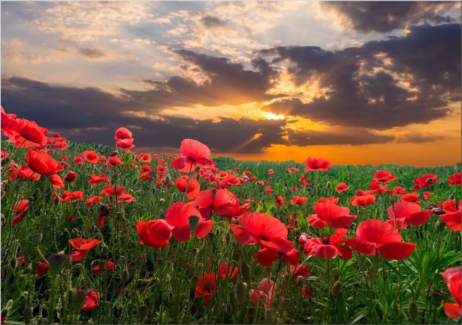 Mohnblumen und Wolkenhimmel mit Sonne Postkarte Din A6