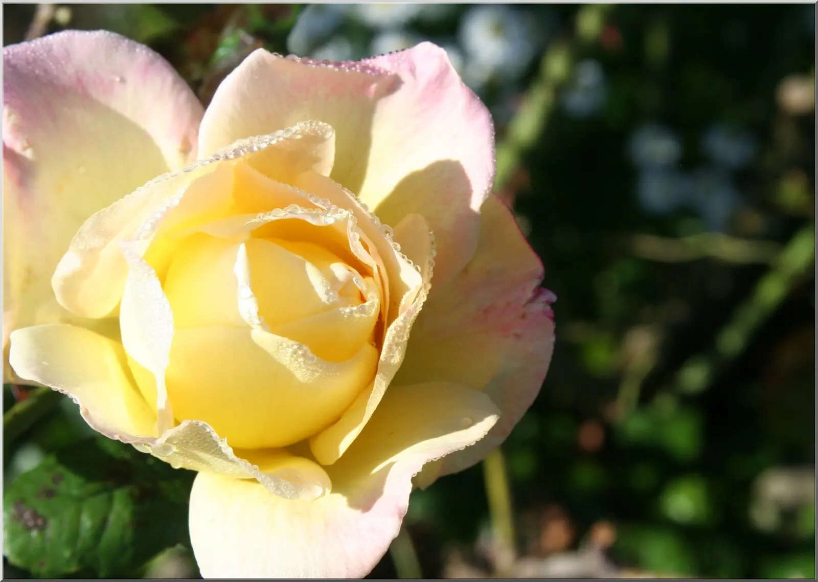 Postkarte mit gelber Rose Nahaufnahme Motiv schön