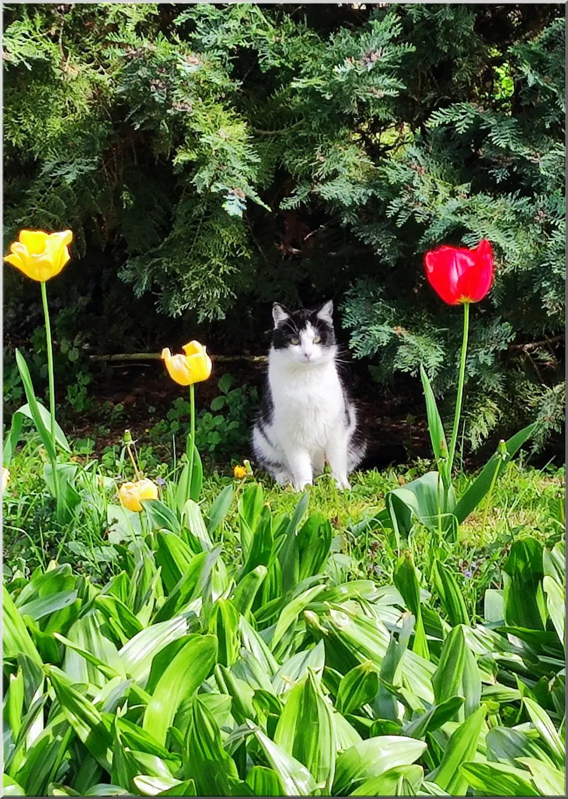 Süße Postkarte mit Katze im Garten mit schönen Tulpen