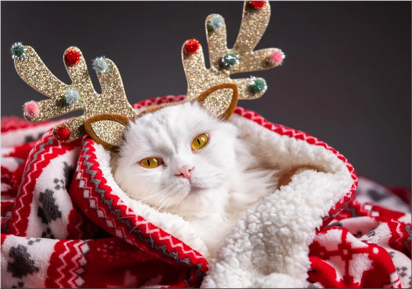 Weihnachtskatze Postkarte lustig mit Rentiergeweih