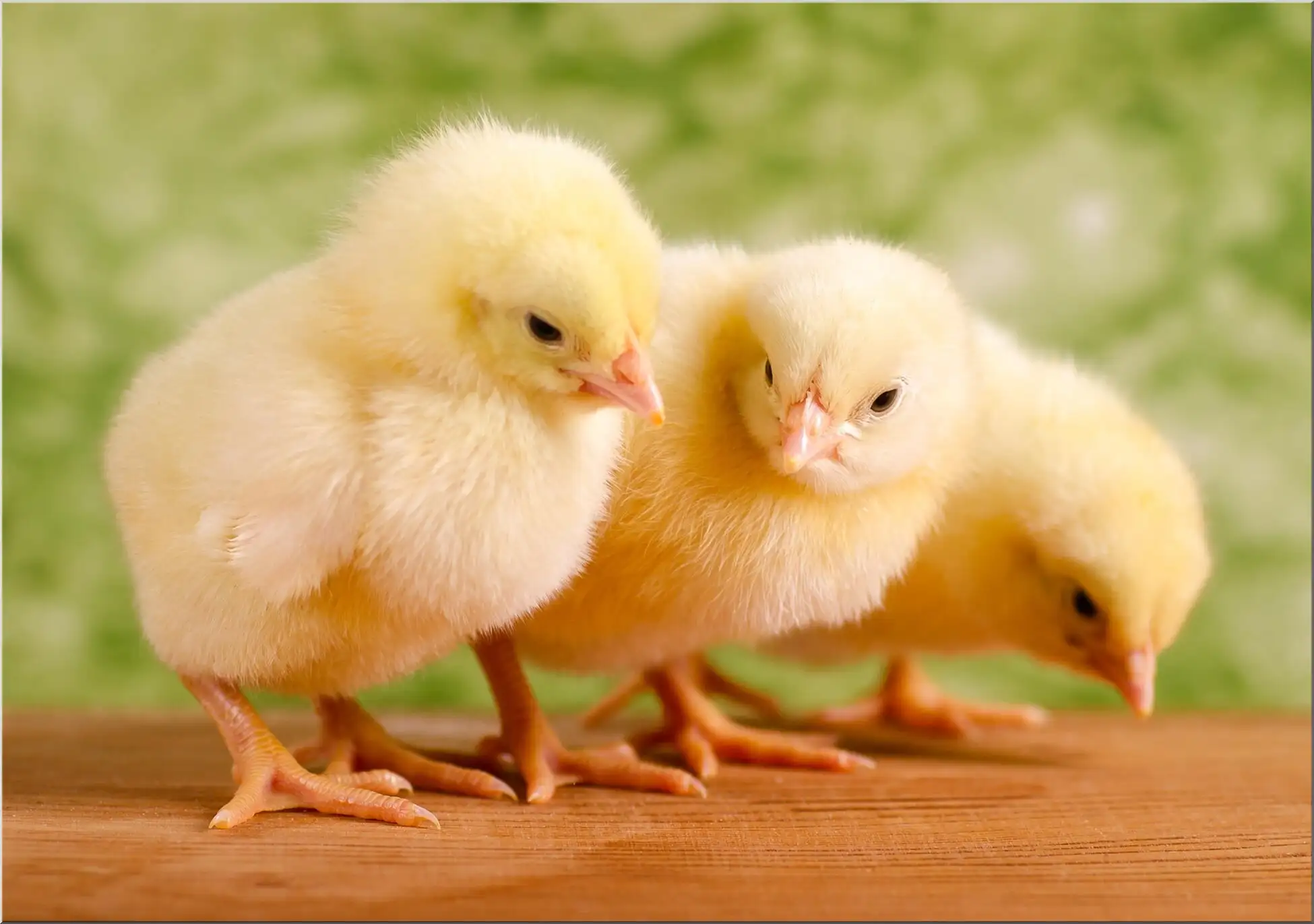 Drei Süße Osterküken