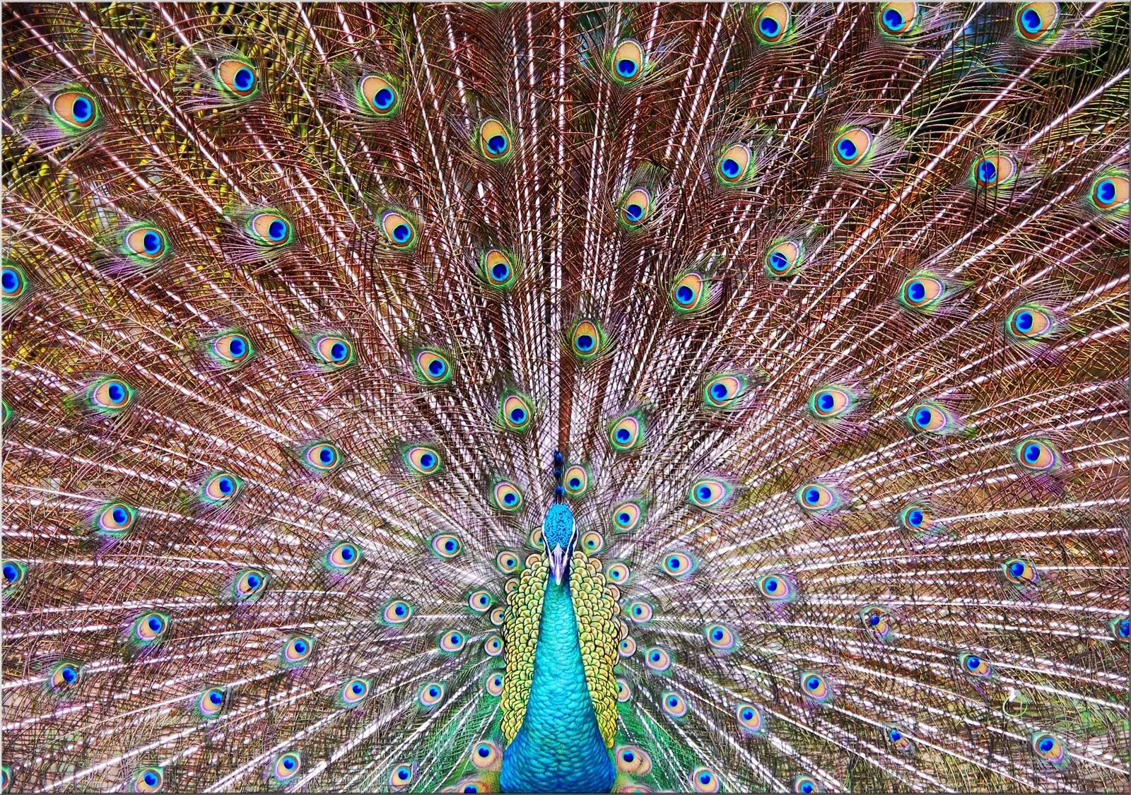 Postkarte mit Tier Pfau mit schönen Federn ausgebreitet