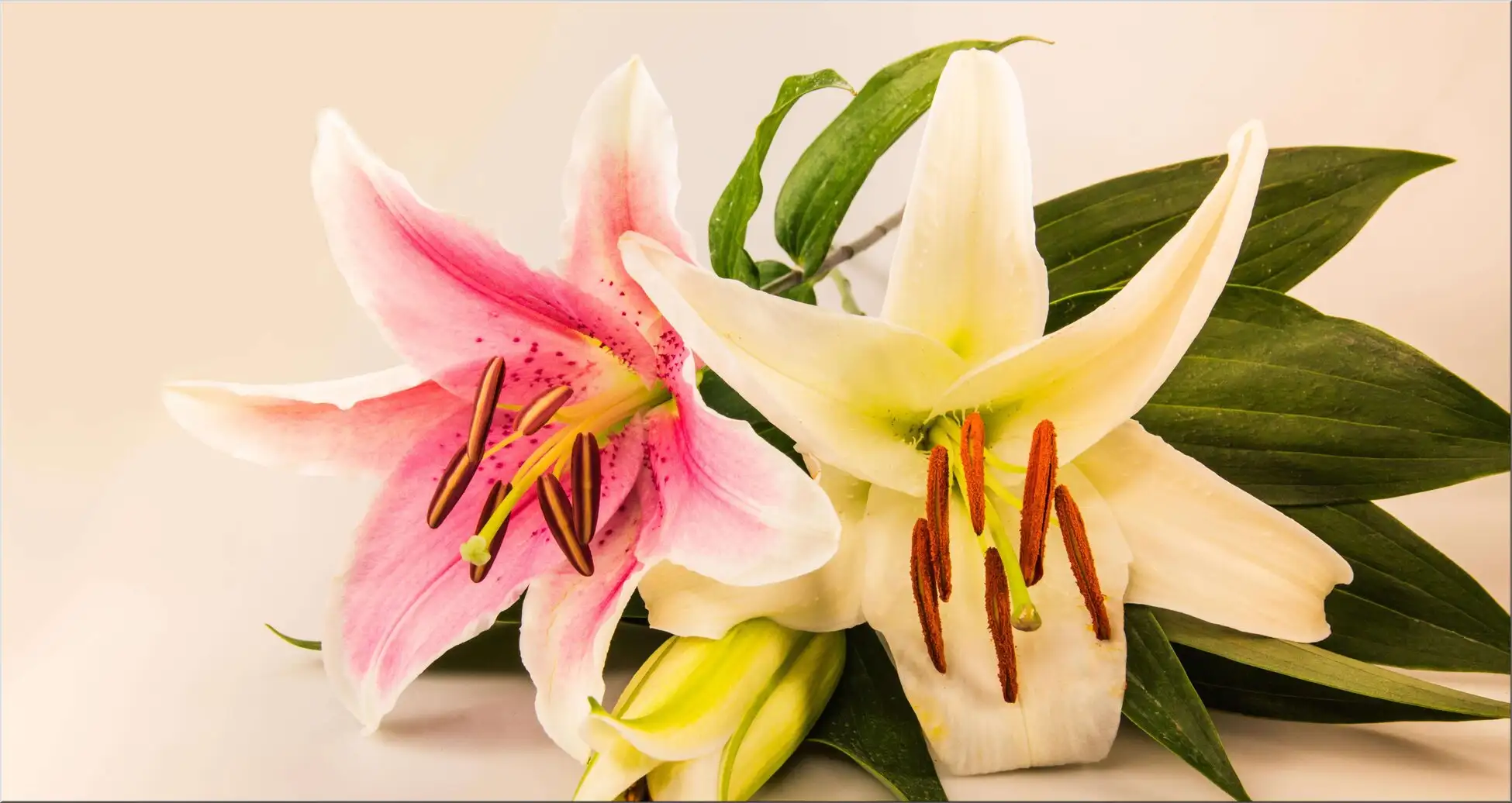 Zwei Große Wunderschöne Lilienblüten