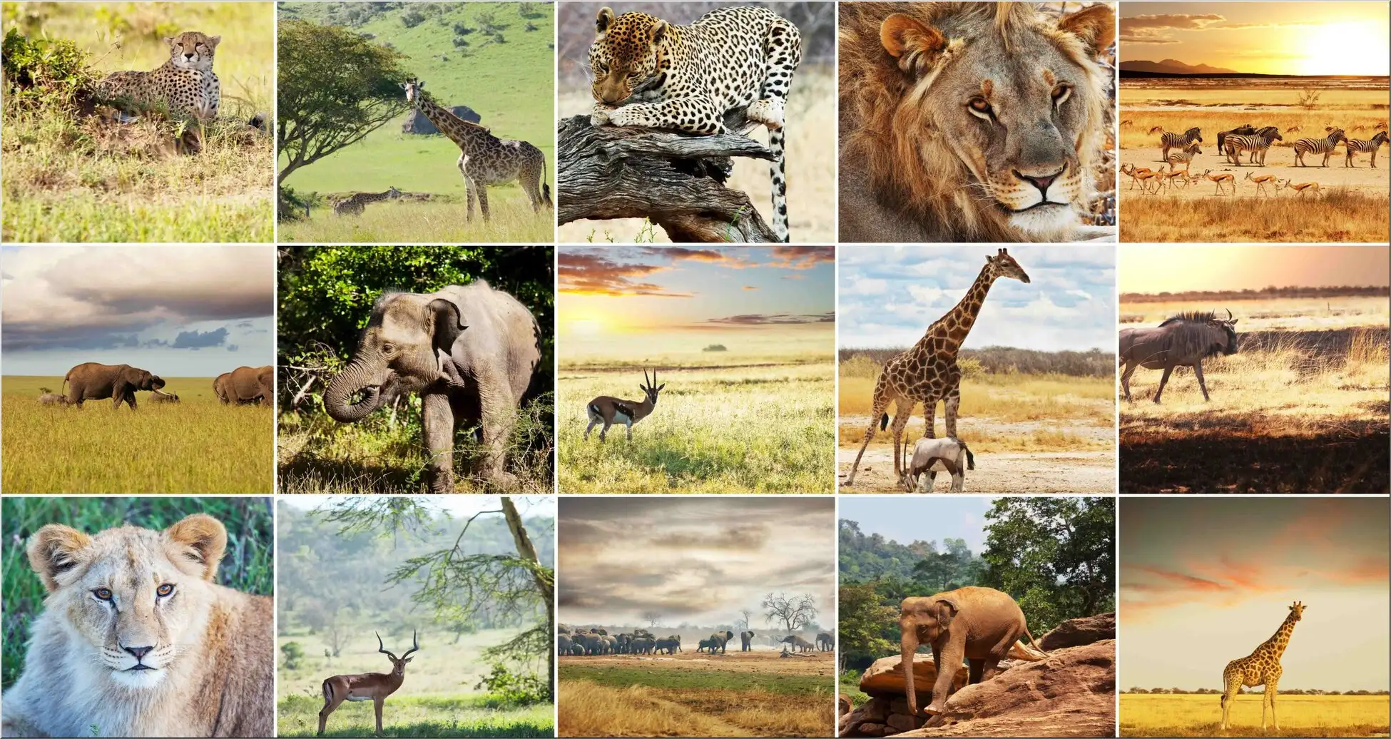 Wilde Tiere Löwe Giraffe Elefant Tiger Afrika Büffel