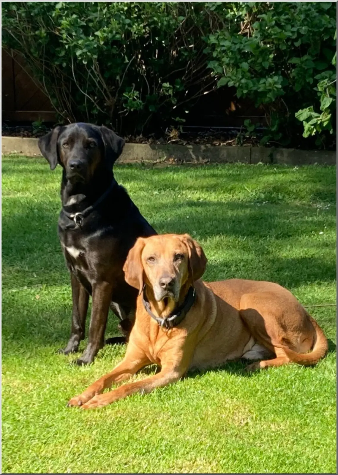 Postkarte mit zwei schönen Hunden im Garten