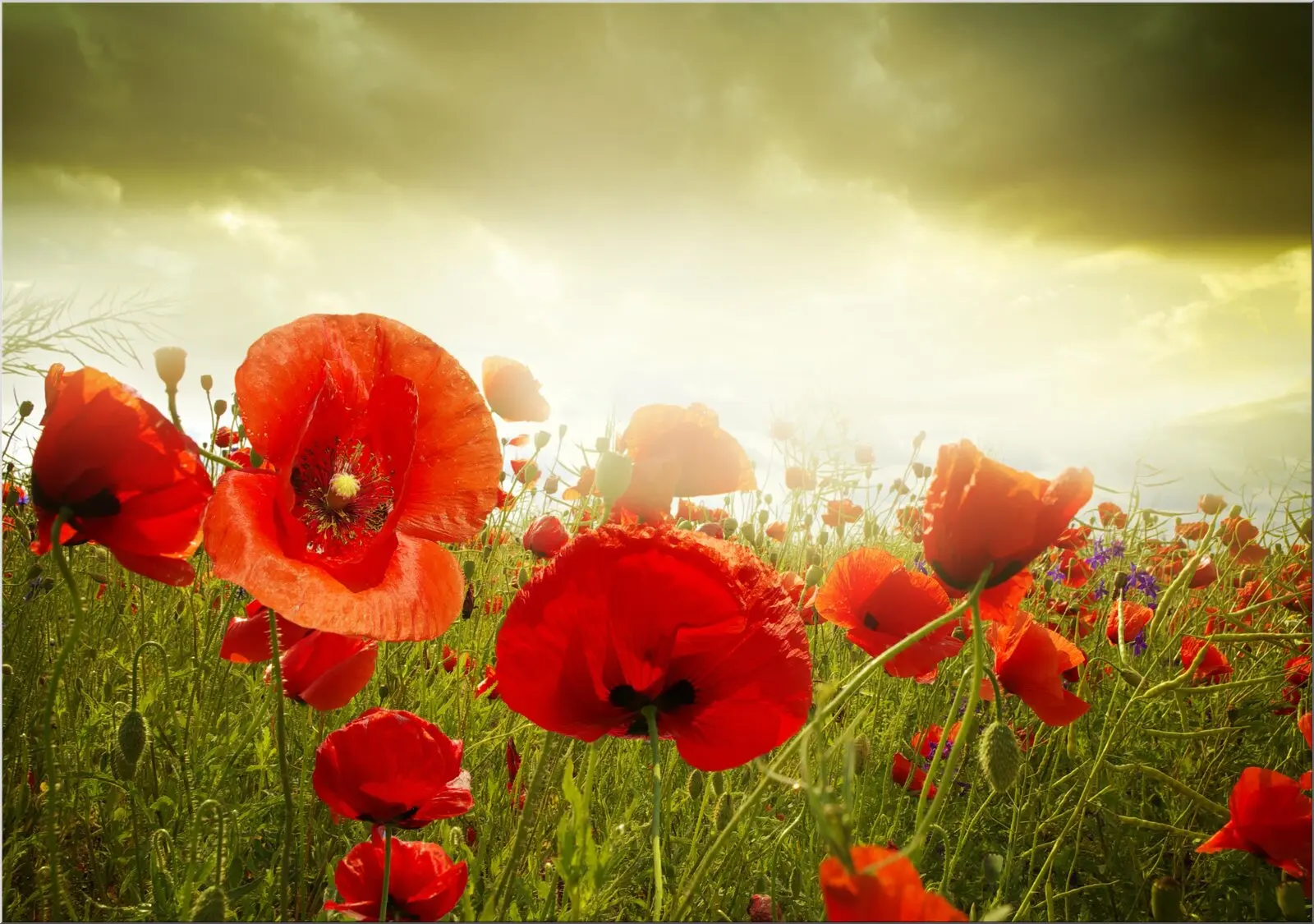 Rote Mohnblumen auf Din A6 Postkarte schönes Motiv
