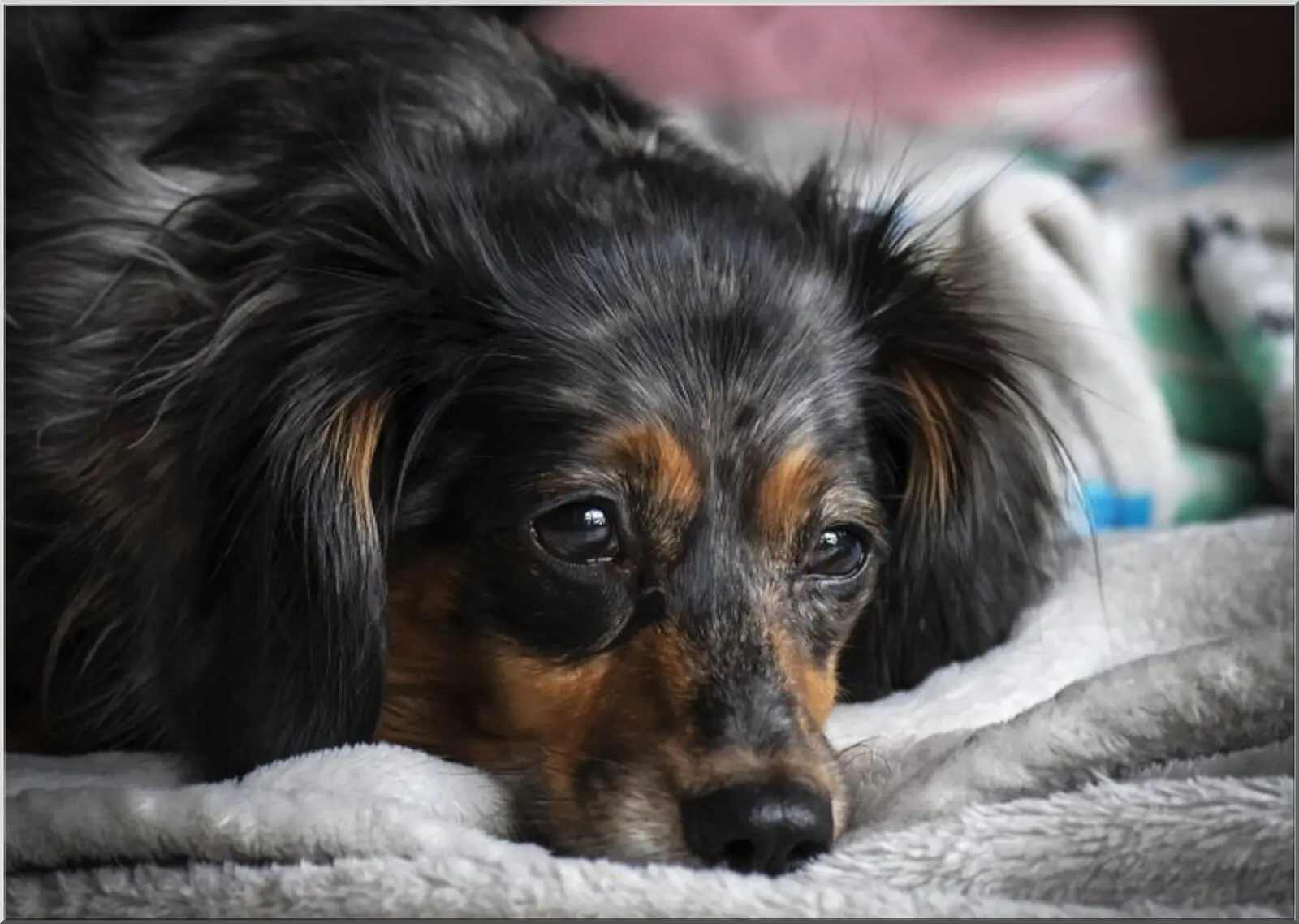 Postkarte mit schwarz-braunem Hund auf Decke liegend