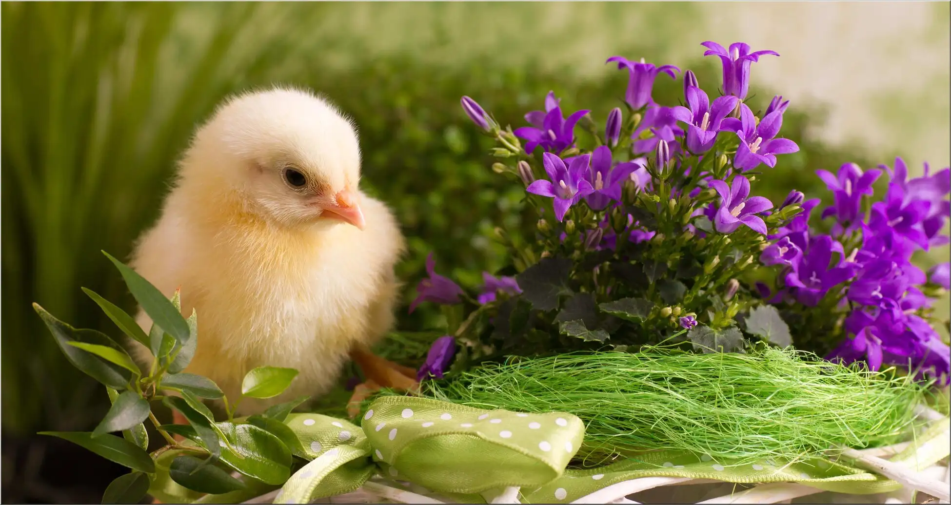 Küken Mit Blumenkorb Zu Ostern