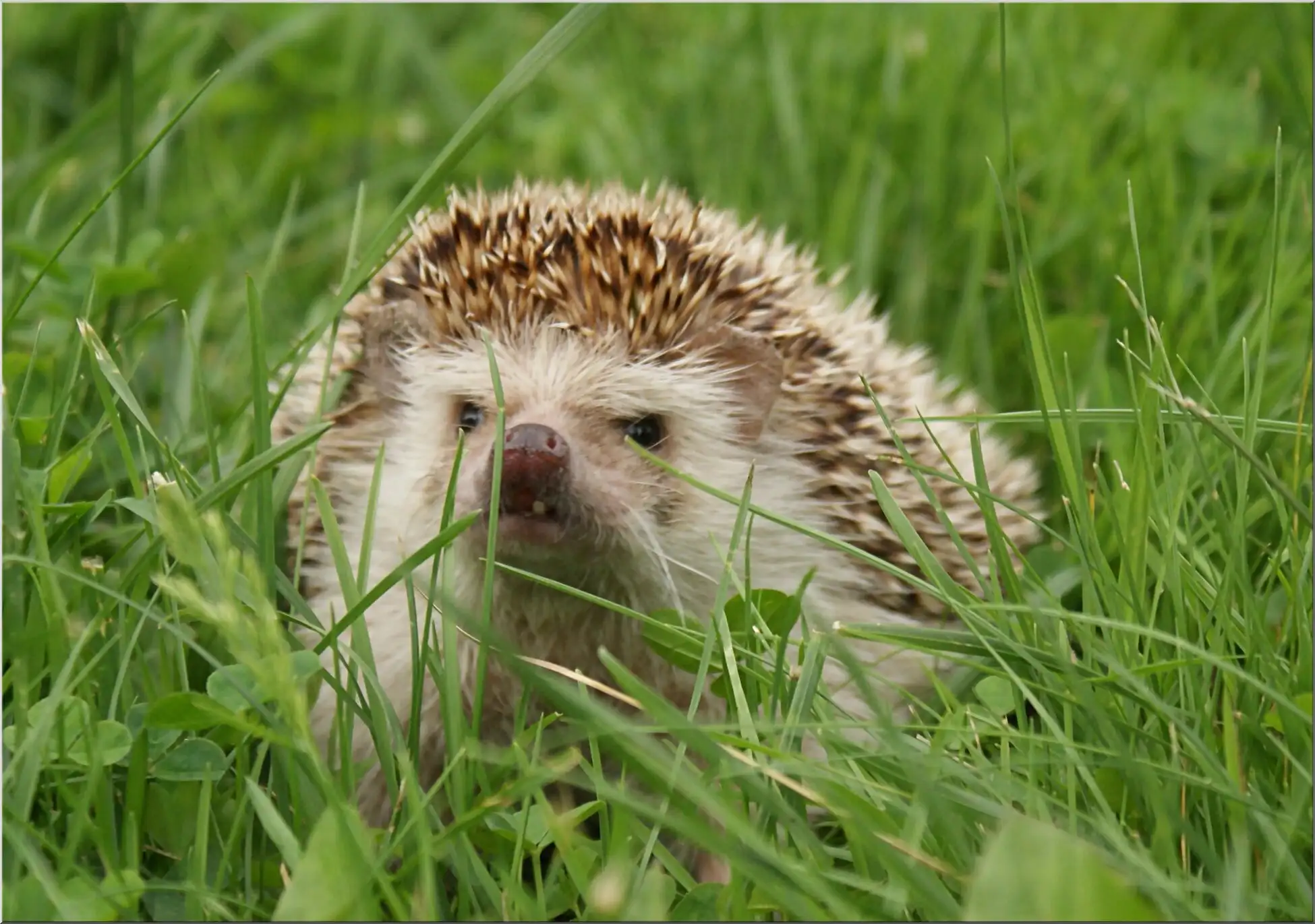Igel Auf Wiese Im Hohen Grünen Gras Mit Klee